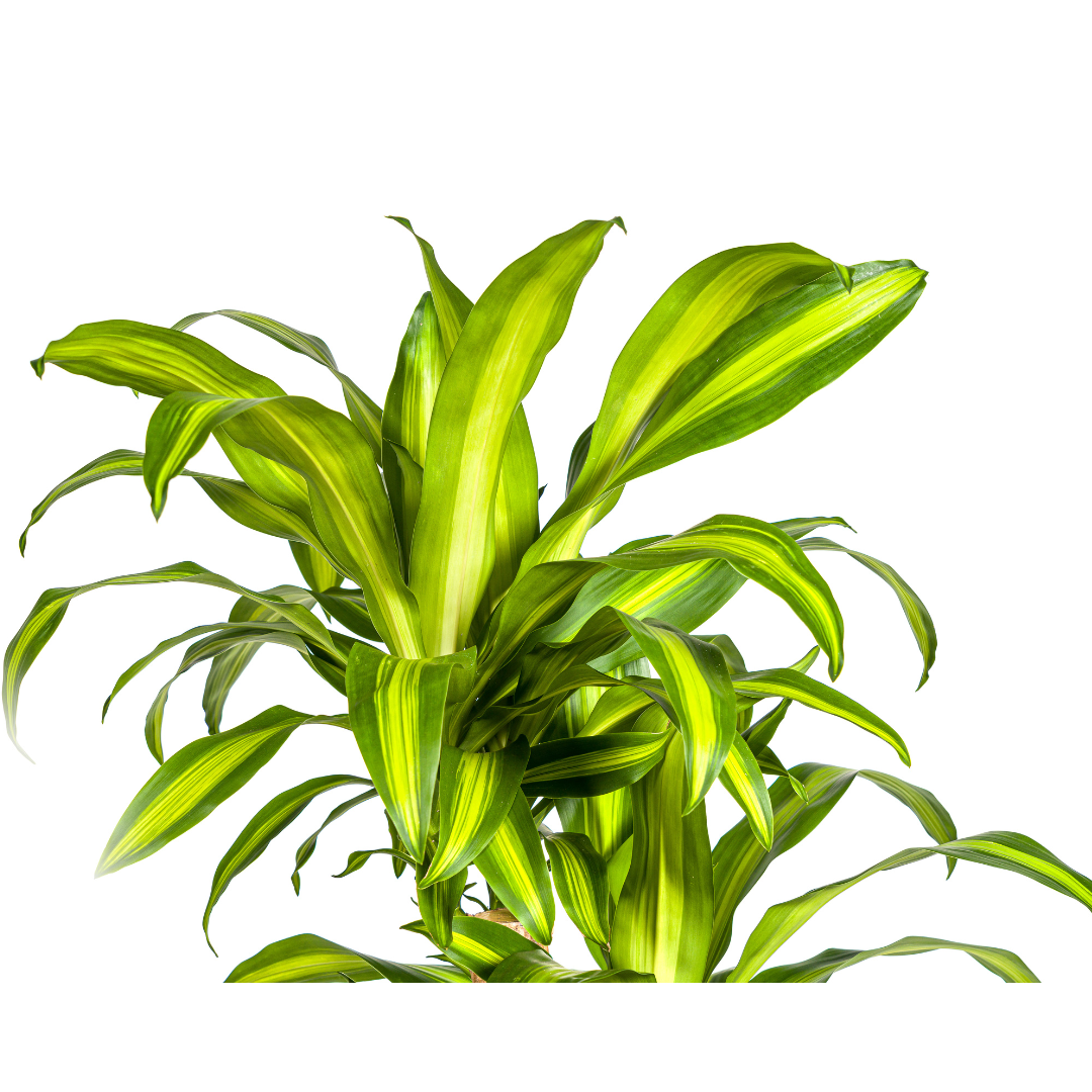 Dracaena Fragrans Massangeana Karussell – 130-150cm hoch – Ø30cm Topf