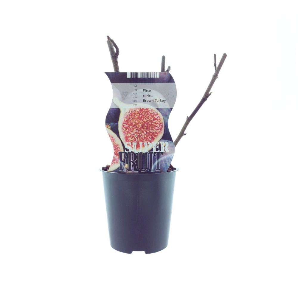 Ficus Brown Turkey Zimmerpflanze