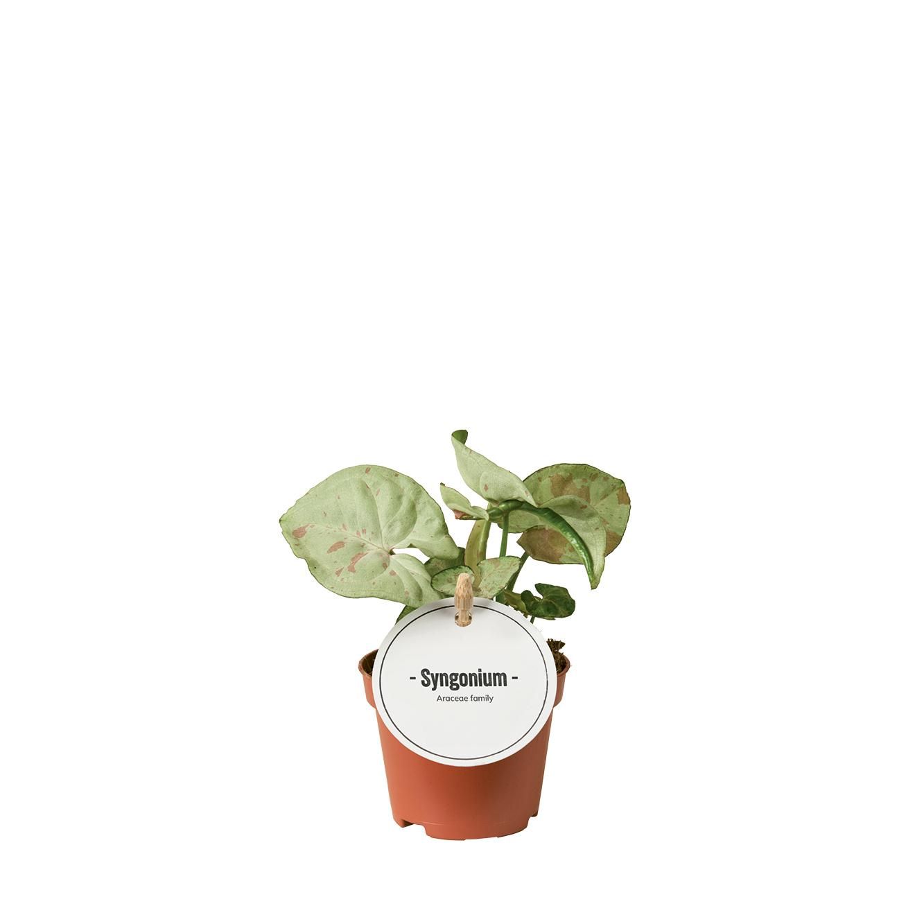 Syngonium Confetti - Puderrosa Punkte - Beliebte Zimmerpflanze - Grün