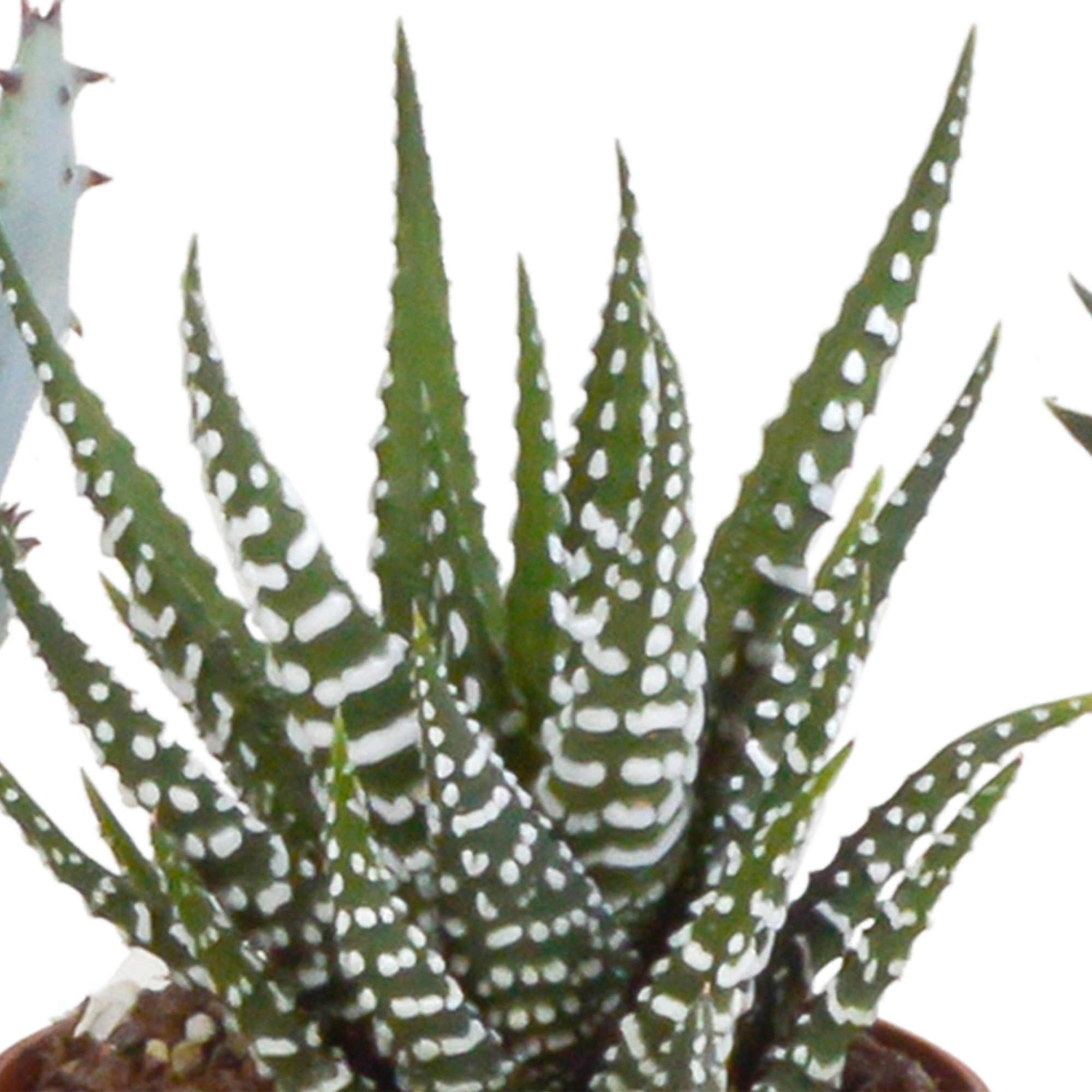 Gasteria und Haworthia Mix Sukkulenten ohne Topf