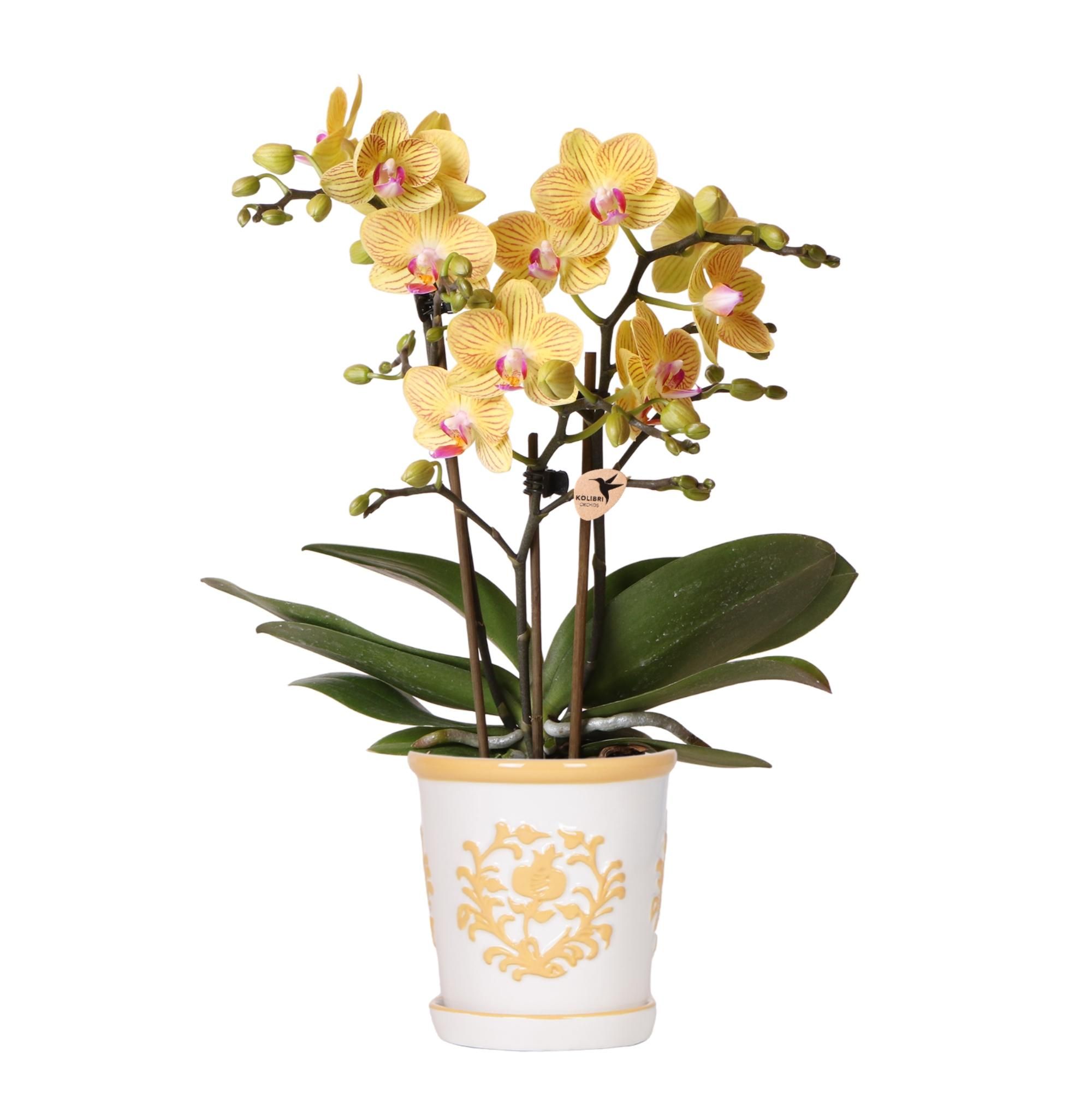 Gelbe Orchidee Lima | Blühende Zimmerpflanze | Inkl. Malaga Ziertopf Hellorange – Topfgröße Ø9cm