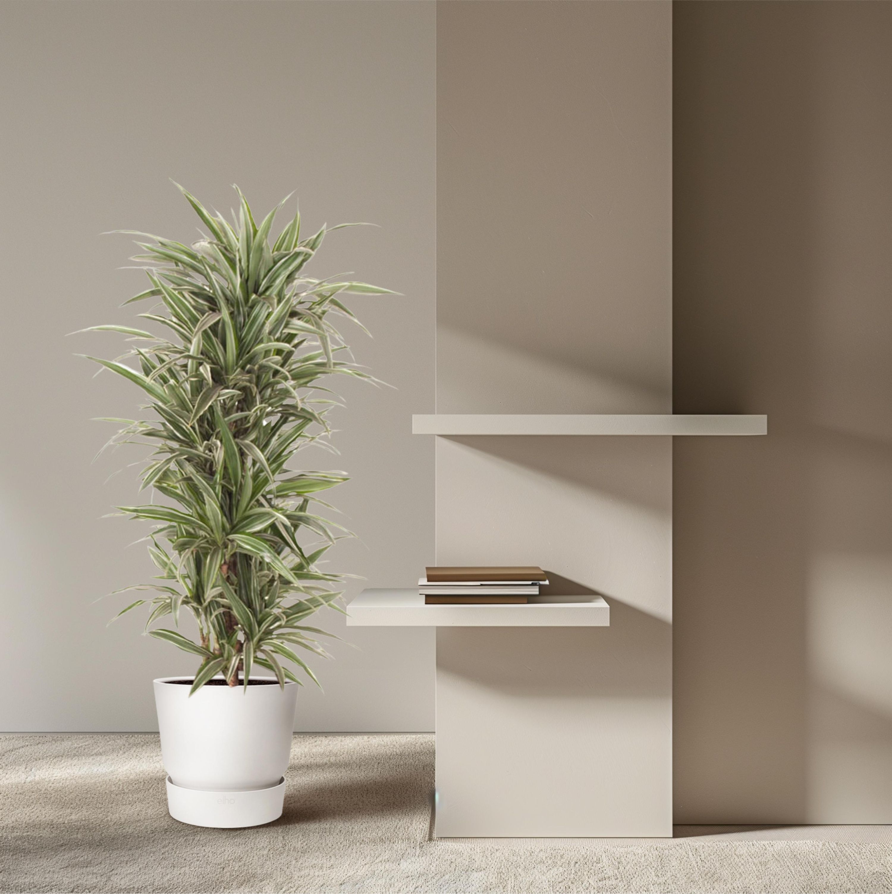 Dracaena Warneckei eleganter Zimmerpflanze