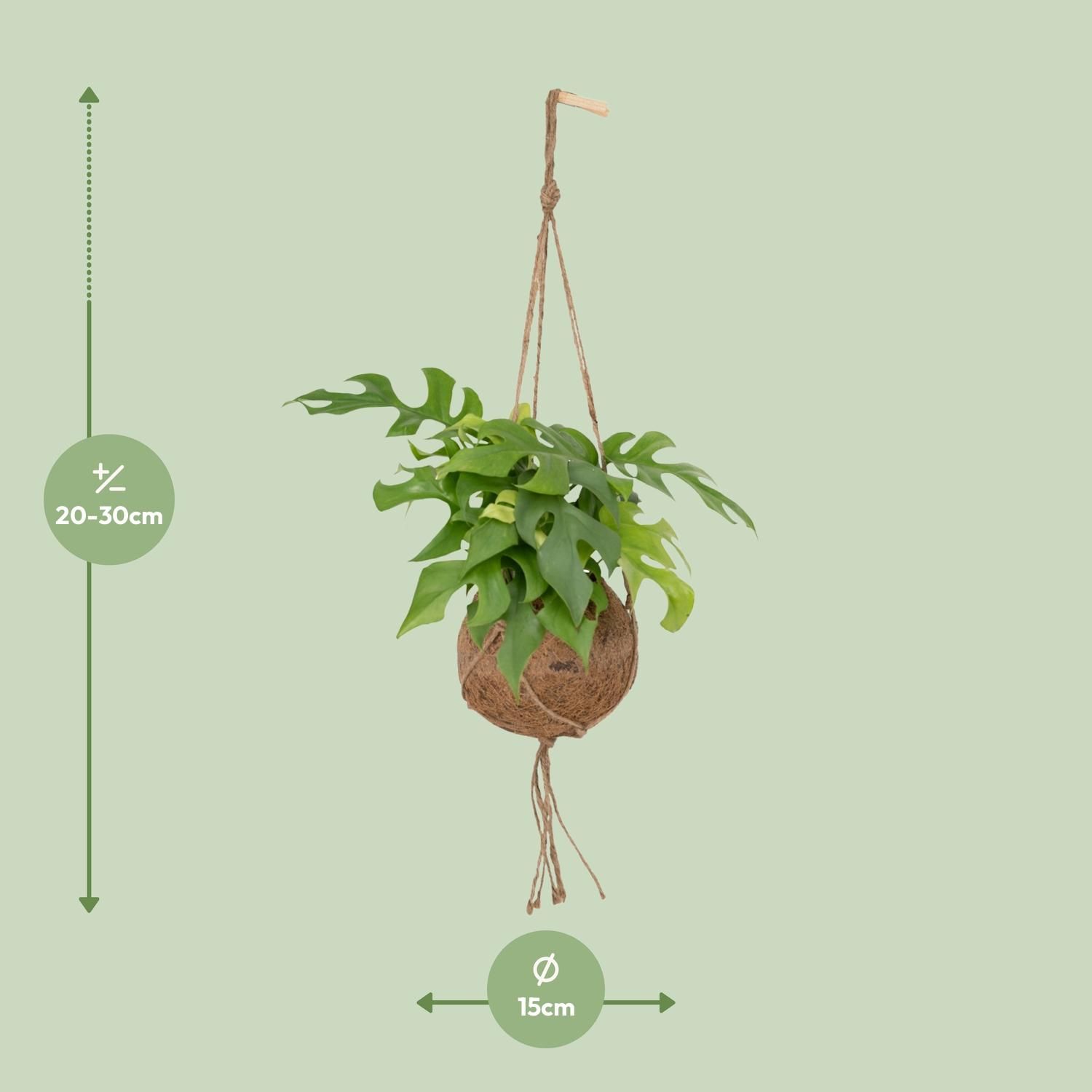 Monstera Minima – Exotische Zimmerpflanze mit geteilten Blättern