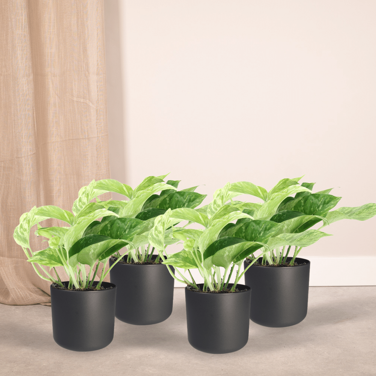 Epipremnum Marble Queen Zimmerpflanze