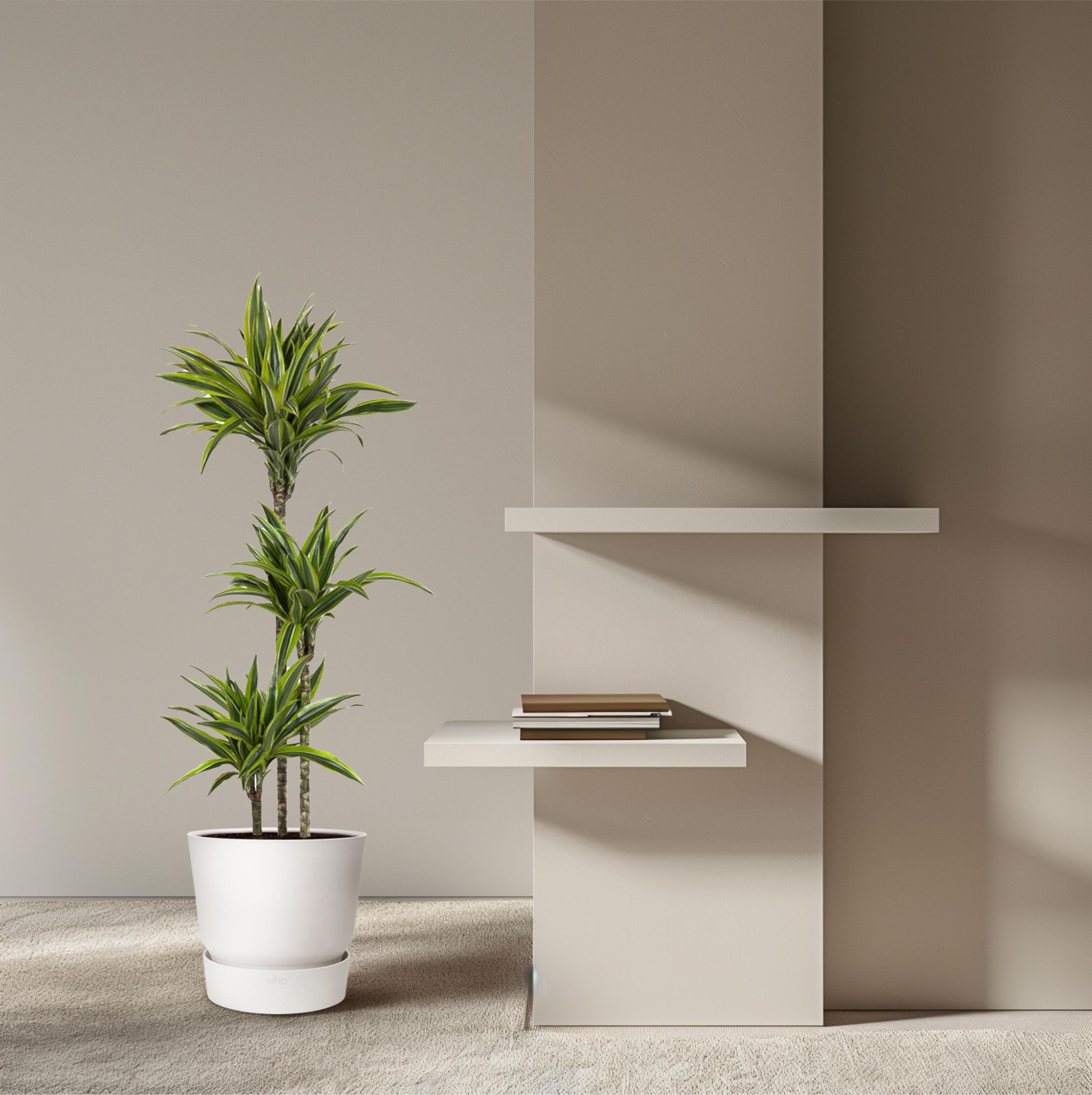 Dracaena Lemon Lime Zimmerpflanze