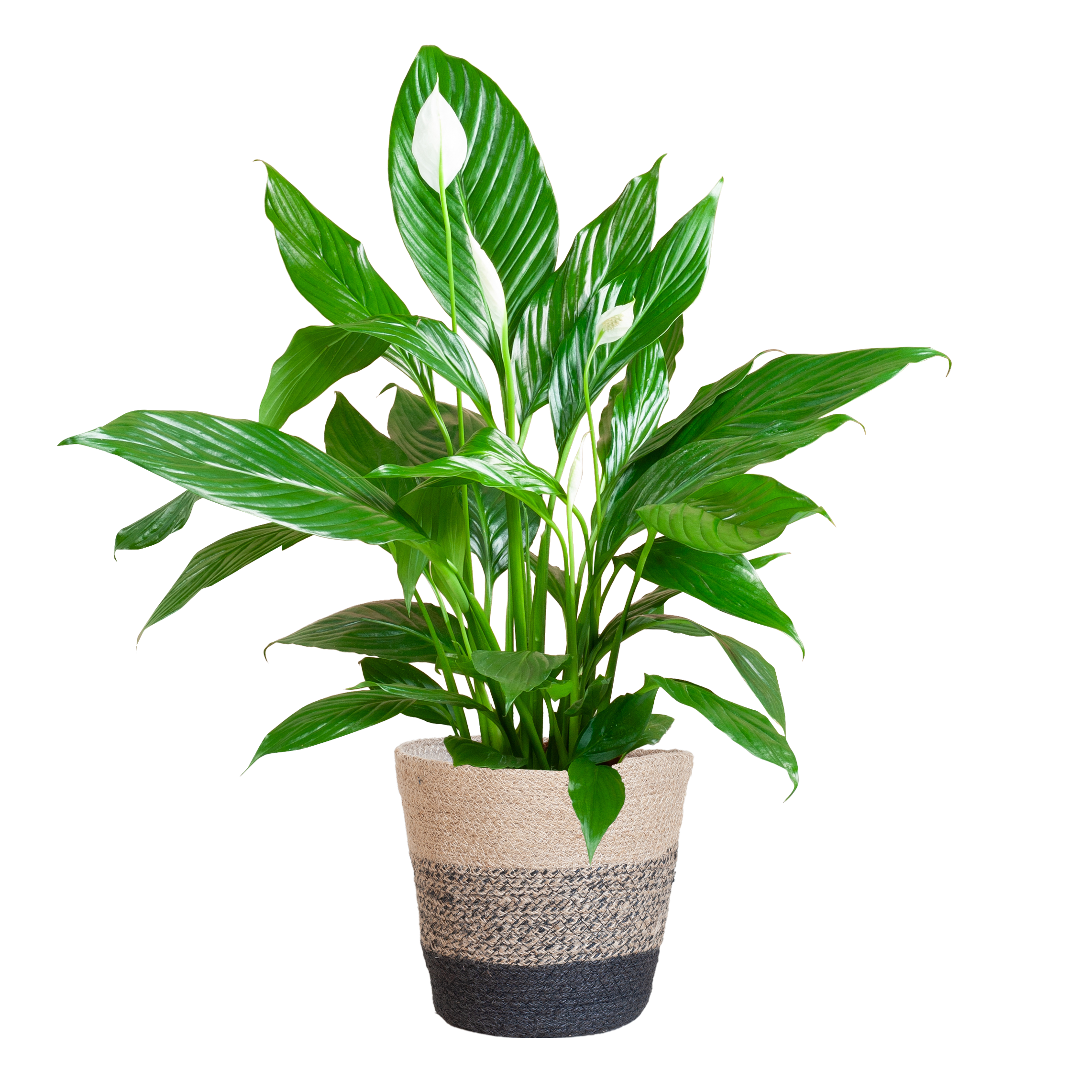 Spathiphyllum mit Korb – 80cm – Ø21