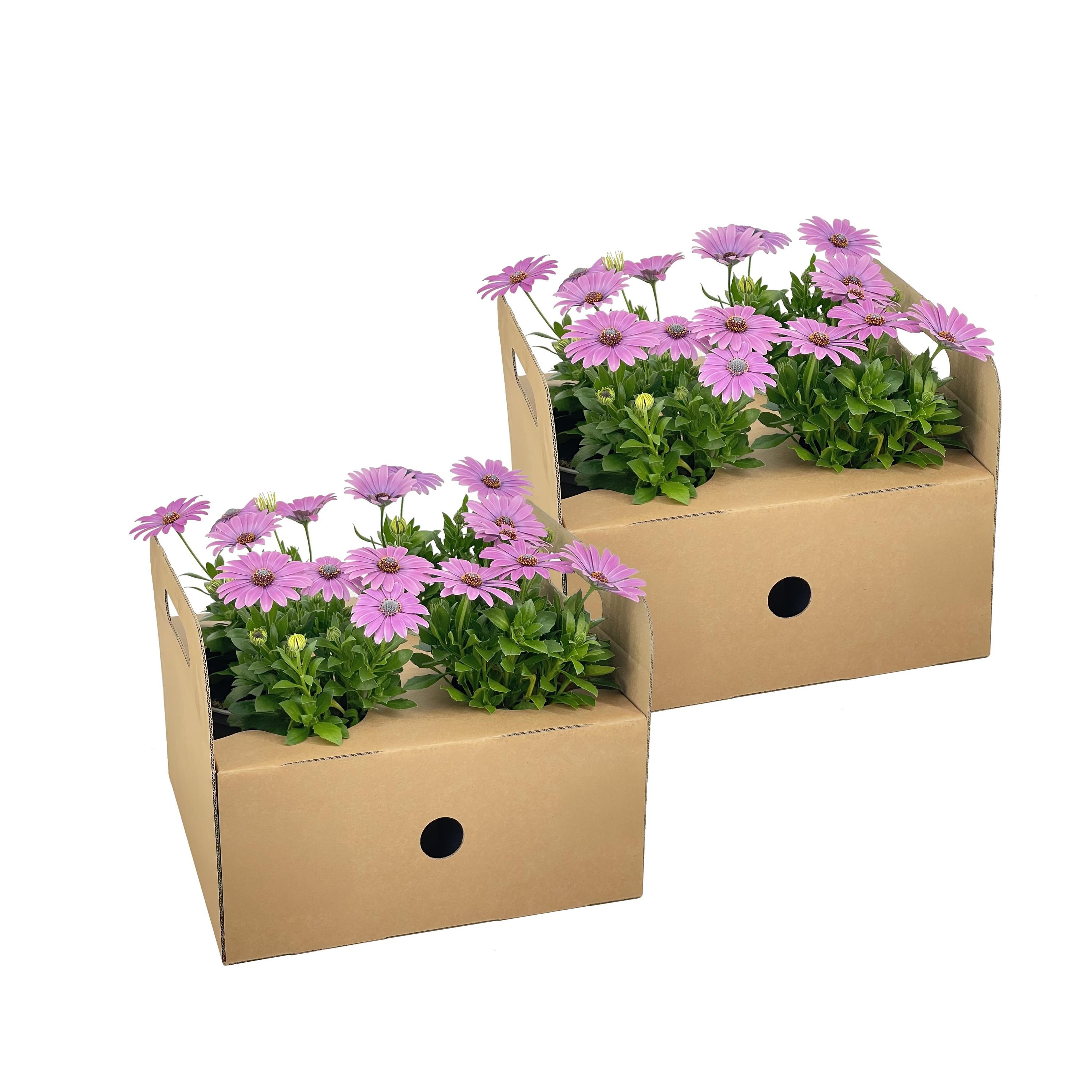8x Kapkörbchen Osteospermum Pink | Ø12cm | ↕20cm