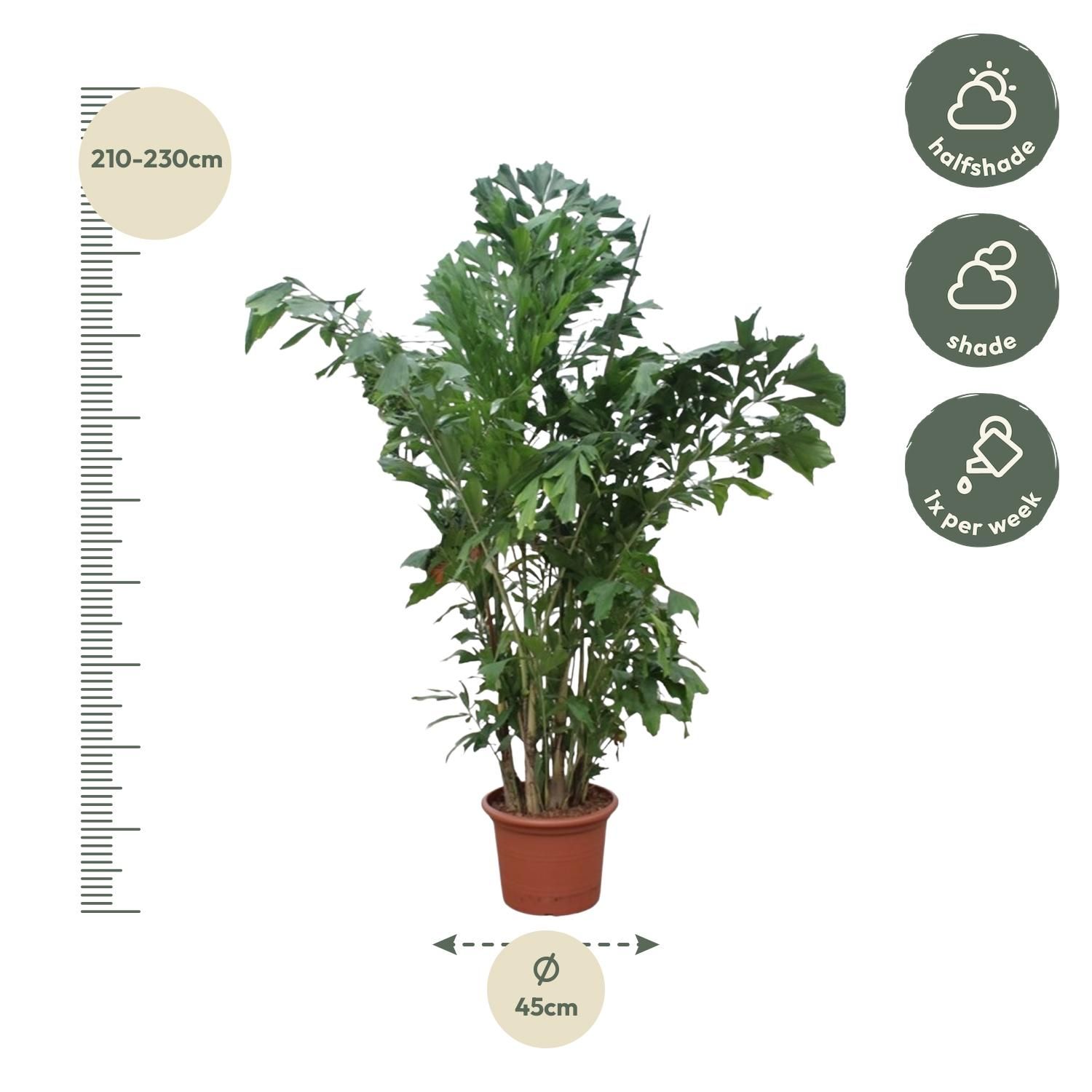 Caryota Mitis Palme