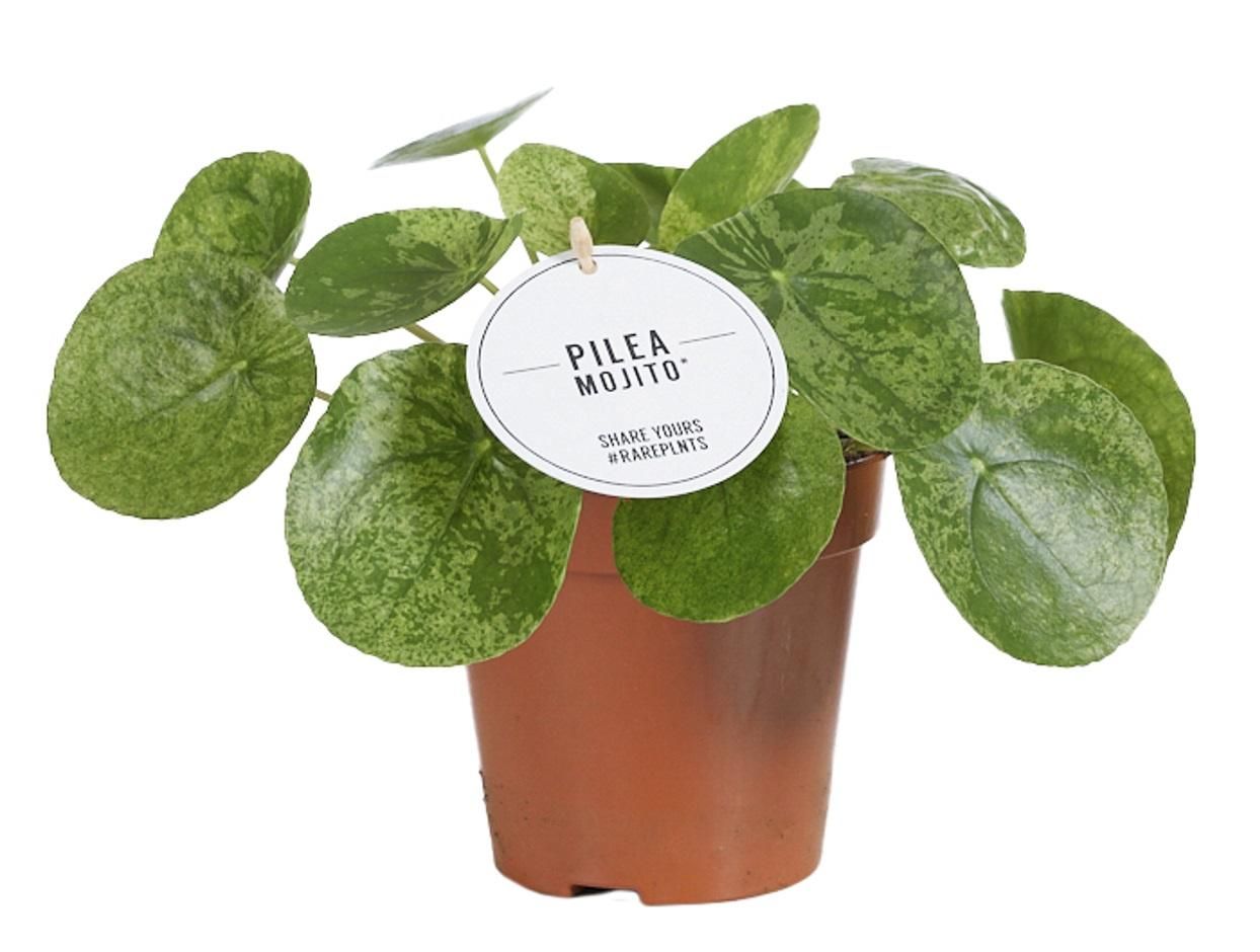 Pilea Mojito Zimmerpflanze im Topf