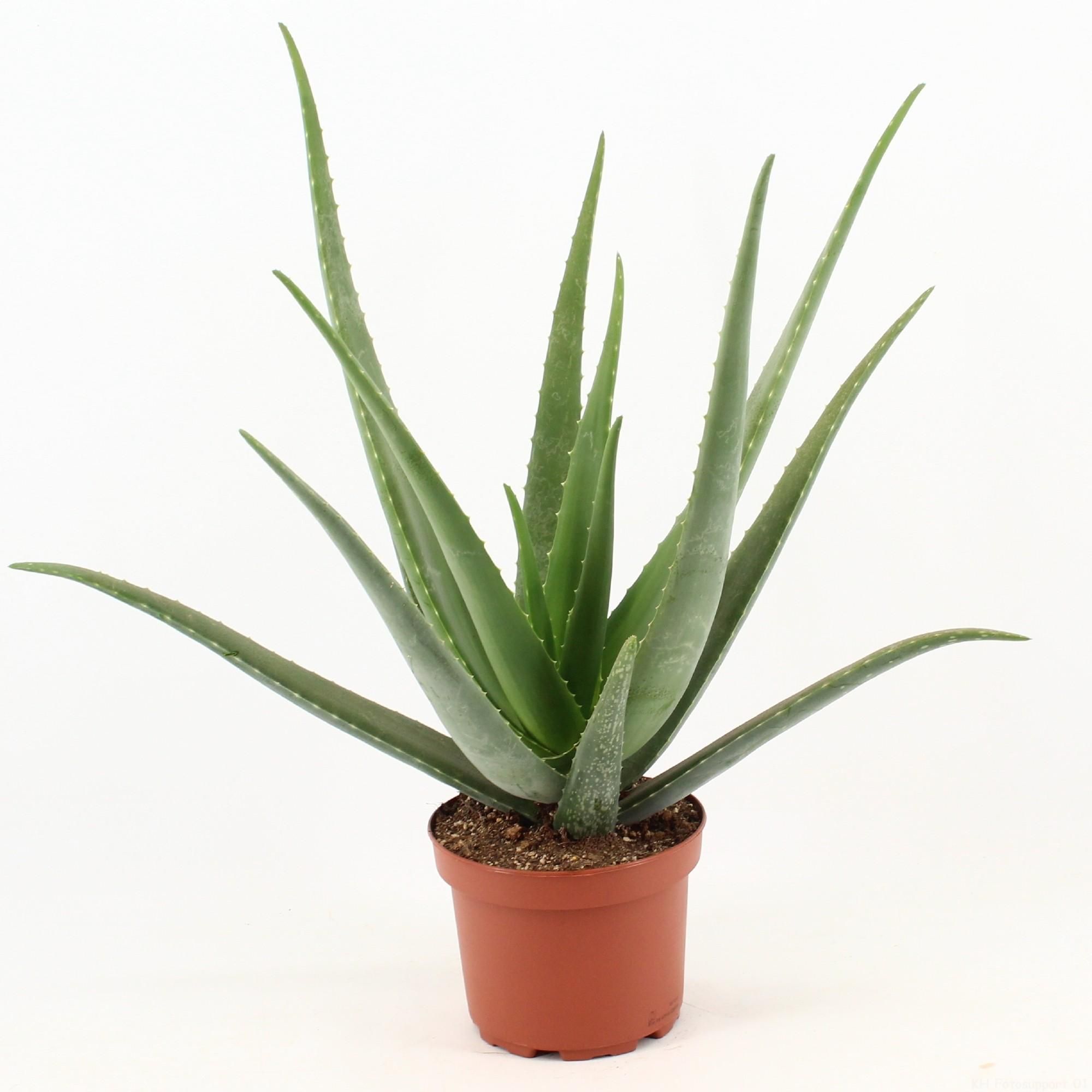 Aloe Vera Zimmerpflanze