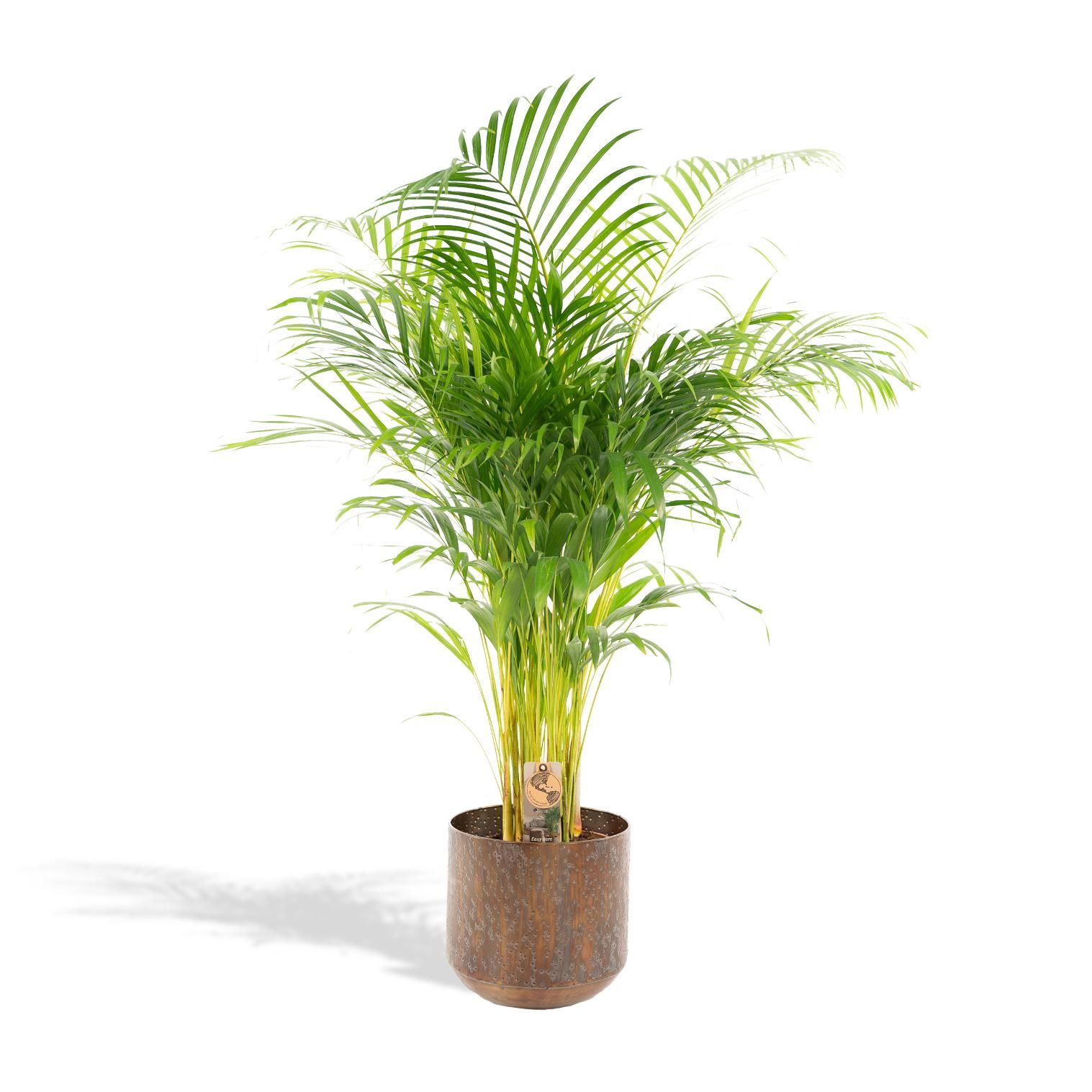Areca-Palme für Innenräume mit Topf