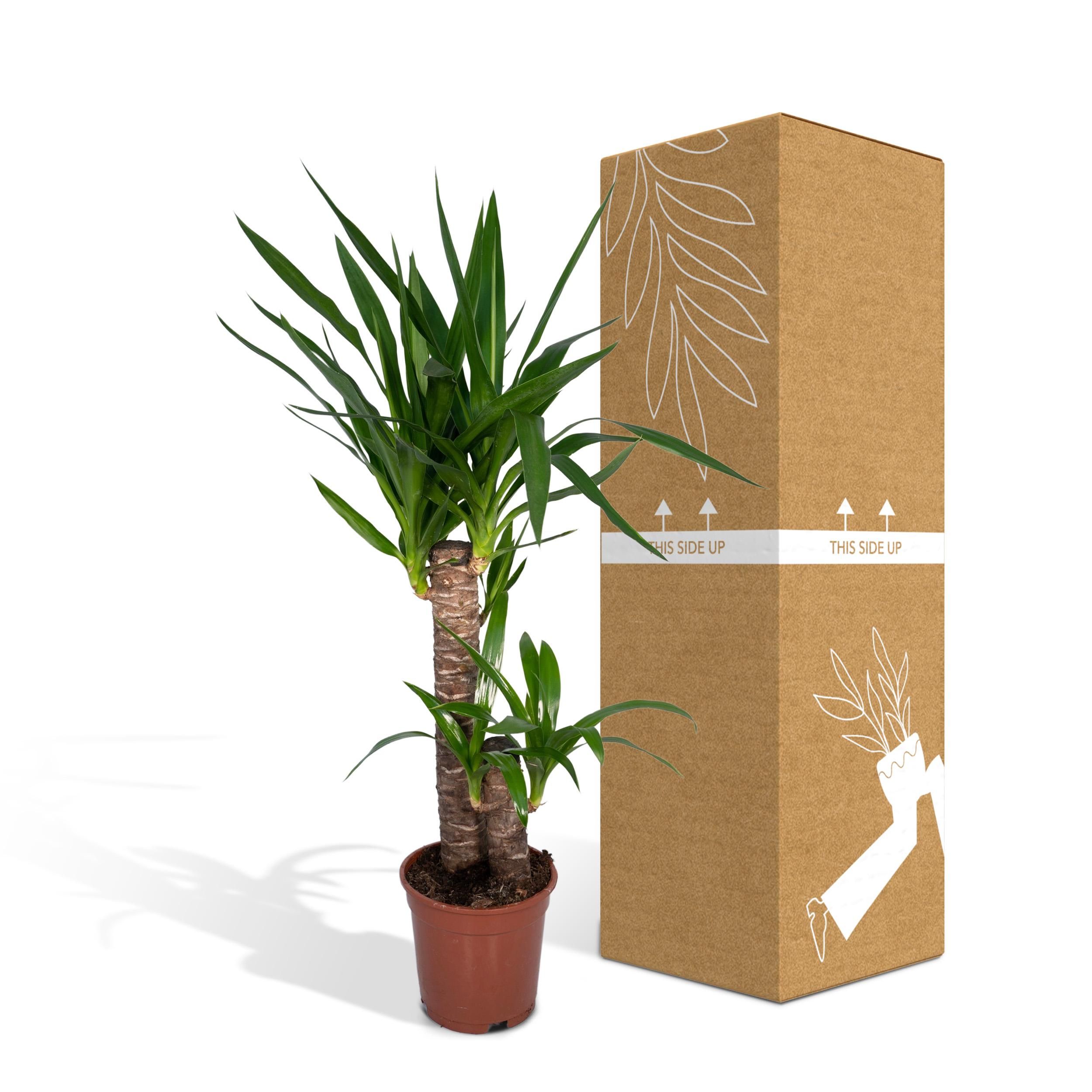 Yucca Elephantipes Zimmerpflanze