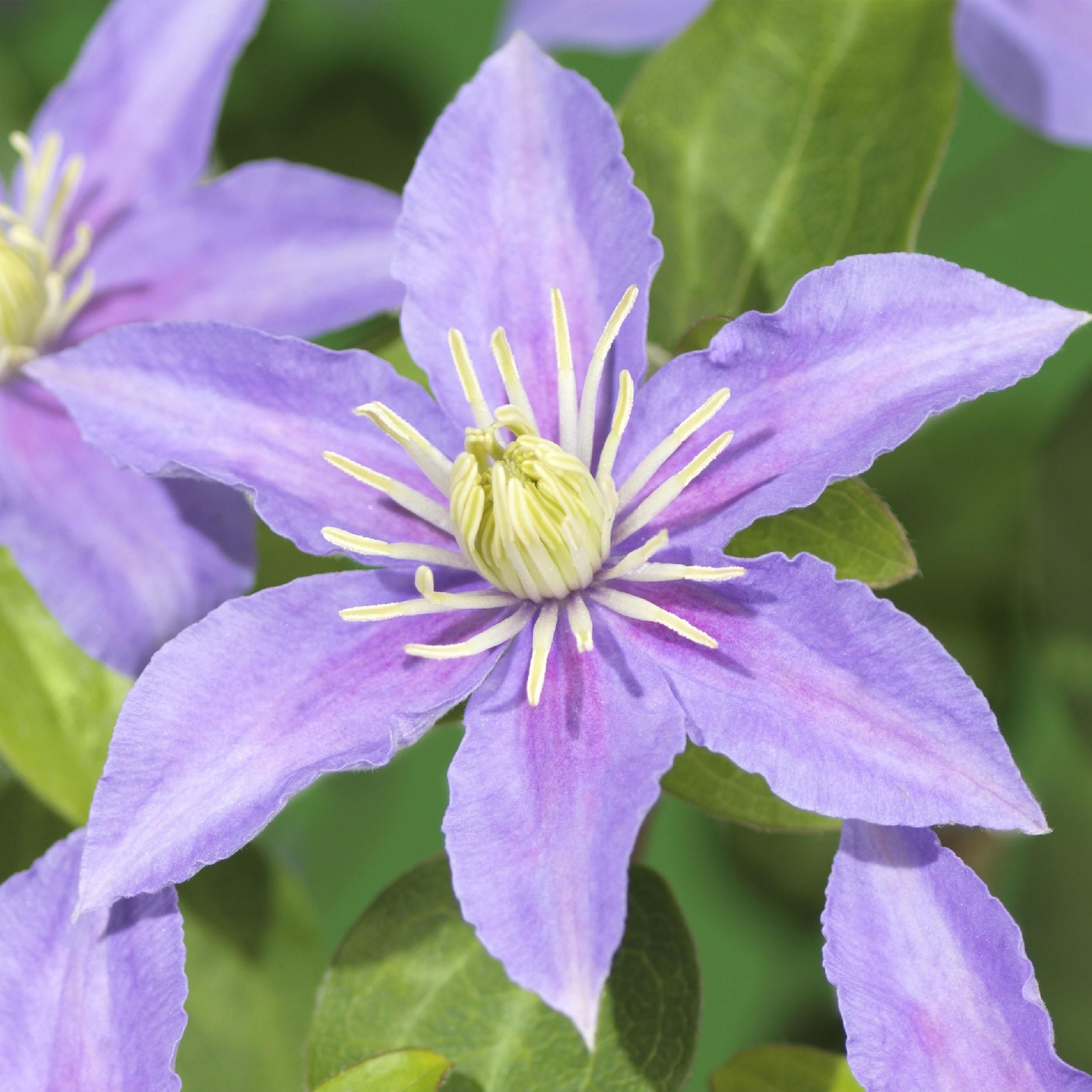 Clematis Justa – Kletterpflanze – Hellblaue Blüten – Wenig Pflege – 2 Pflanzen