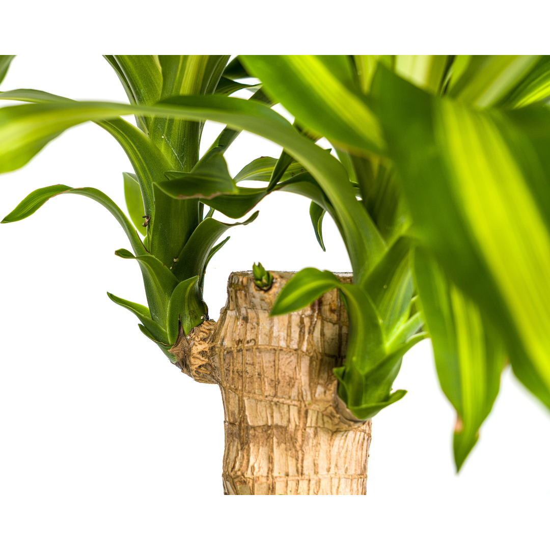Drachenbaum Massangeana Ø21cm – 90-110cm – Pflegeleicht