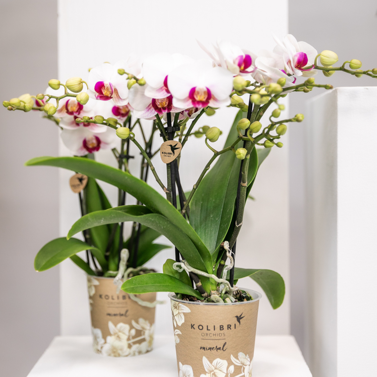 Weiße Phalaenopsis Orchidee Mineral Gibraltar