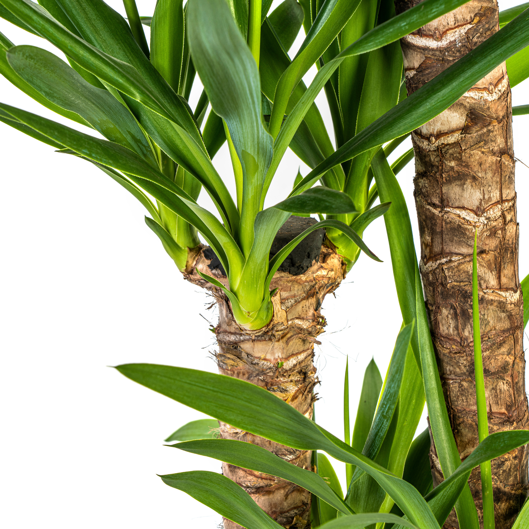 Yucca Elephantipes Ø24cm – 120-140cm Wuchshöhe