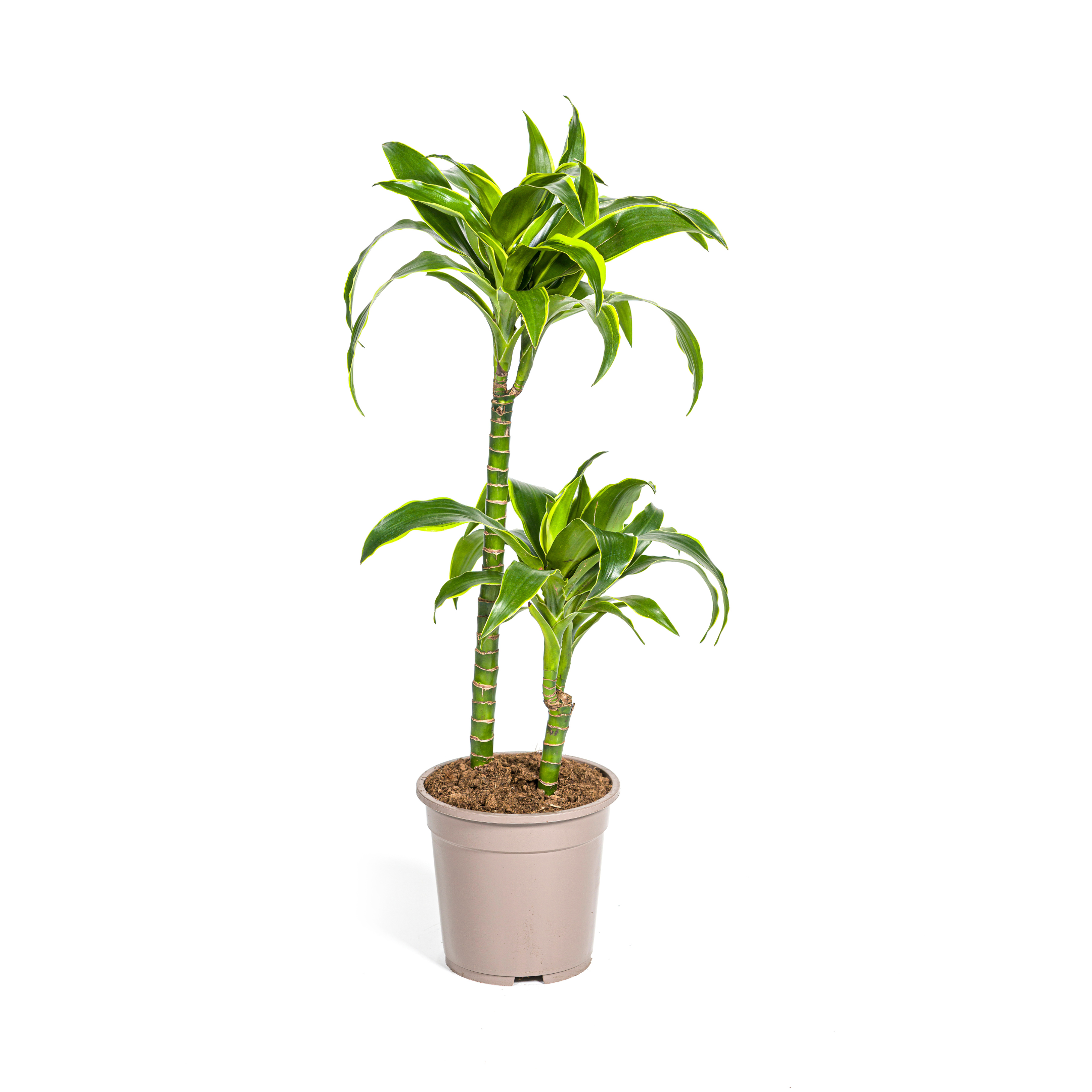 Drachenbaum Deremensis Dorado Ø19cm – ↕70–90cm – Blickfang Zimmerpflanze