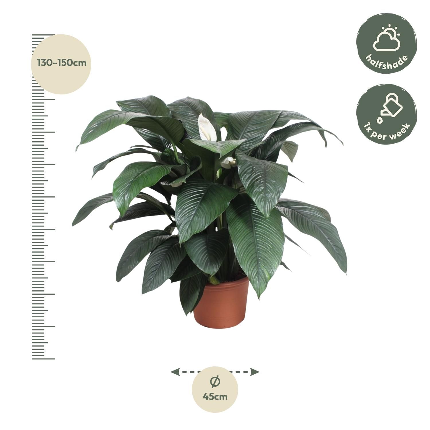 Spathiphyllum Sensation - Elegante Grünpflanze mit silvermarmorierten Blättern