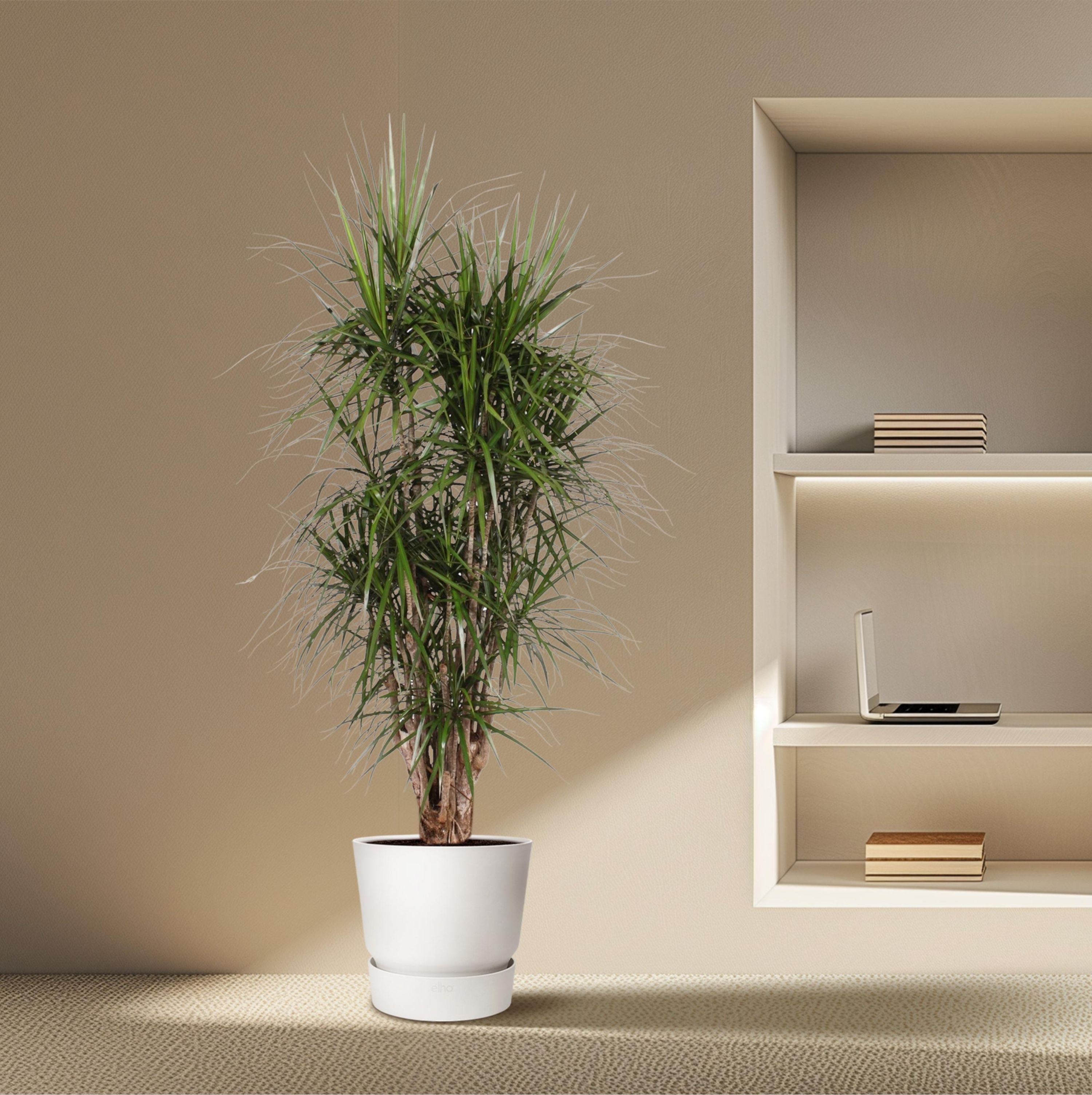 Dracaena Marginata verzweigt in großem Topf