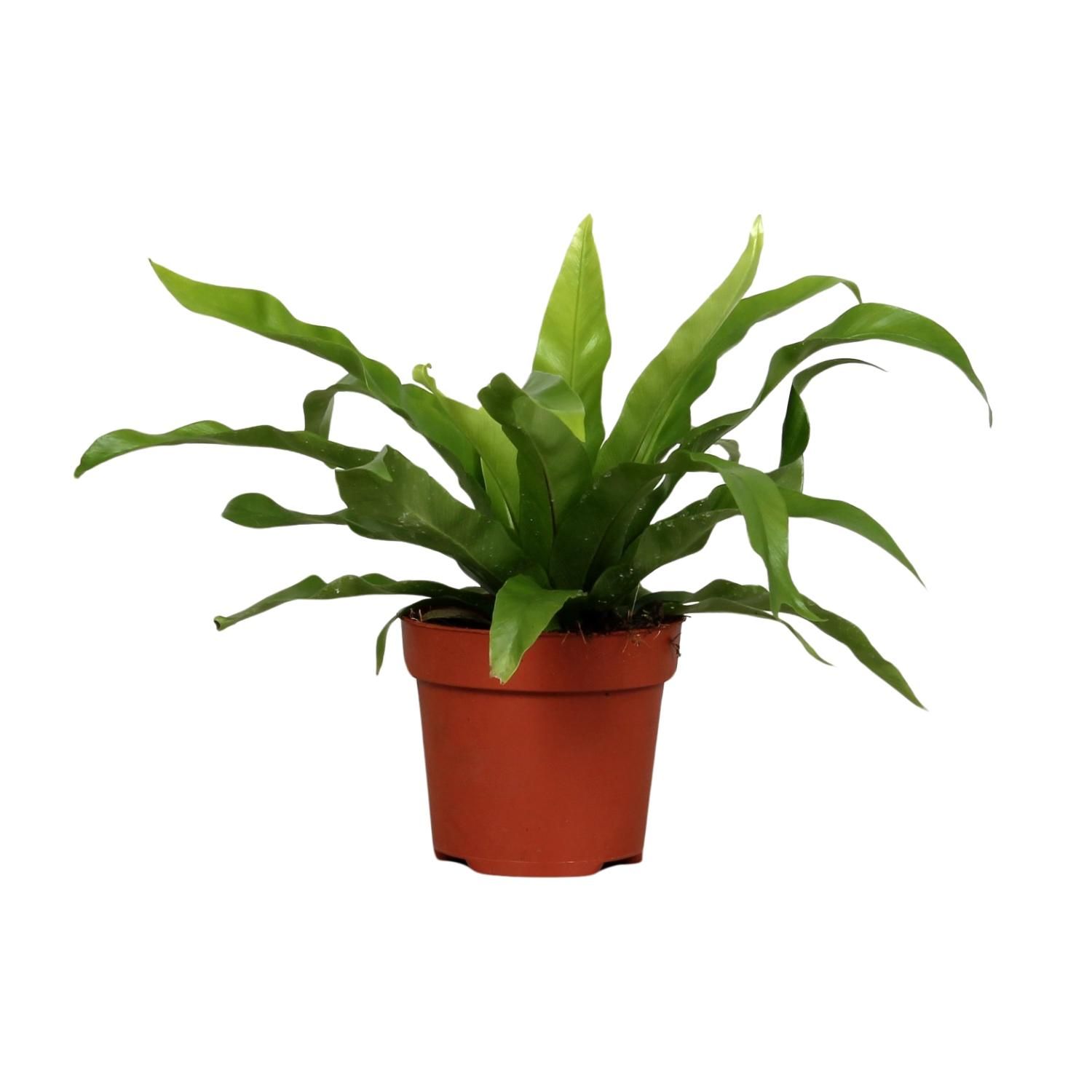 Asplenium Antiquum - Eleganter Zimmerfarn