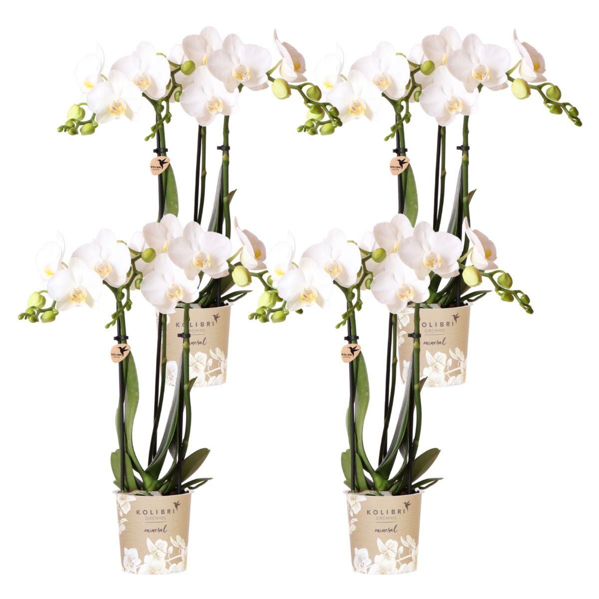 Phalaenopsis Orchidee Weiß