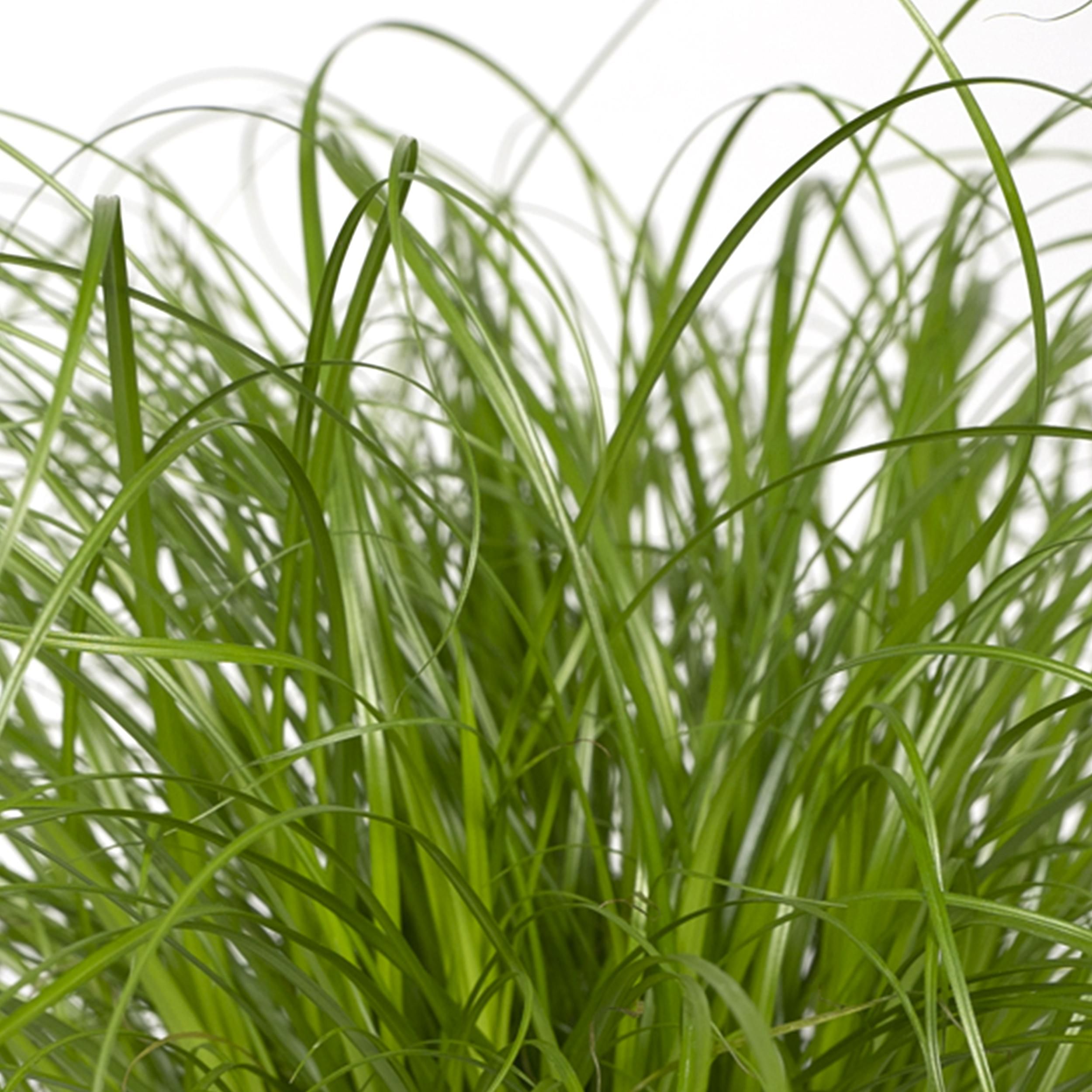 Cyperus Alternifolius Katzengras Zimmerpflanze
