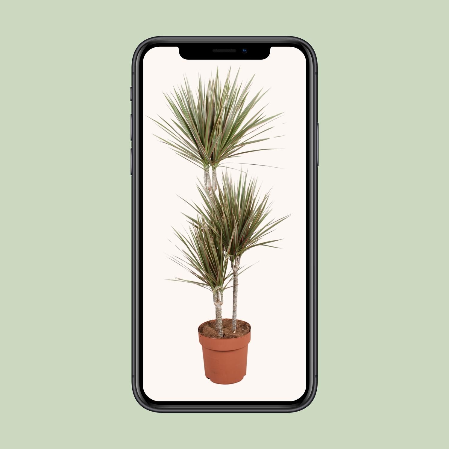 Dracaena Bicolor Drachenbaum