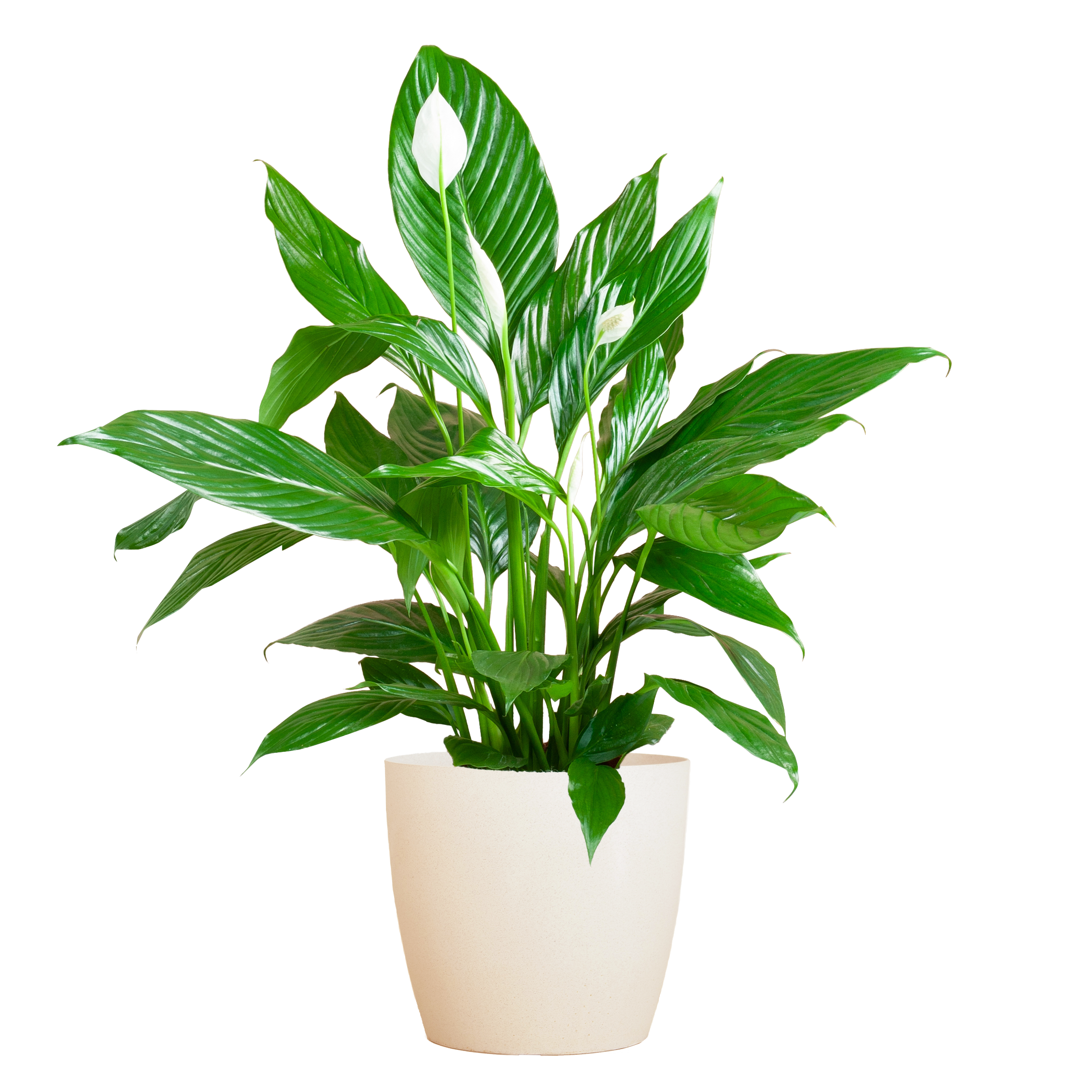 Spathiphyllum mit Viber weiß – 80 cm Höhe – Ø21 Topf