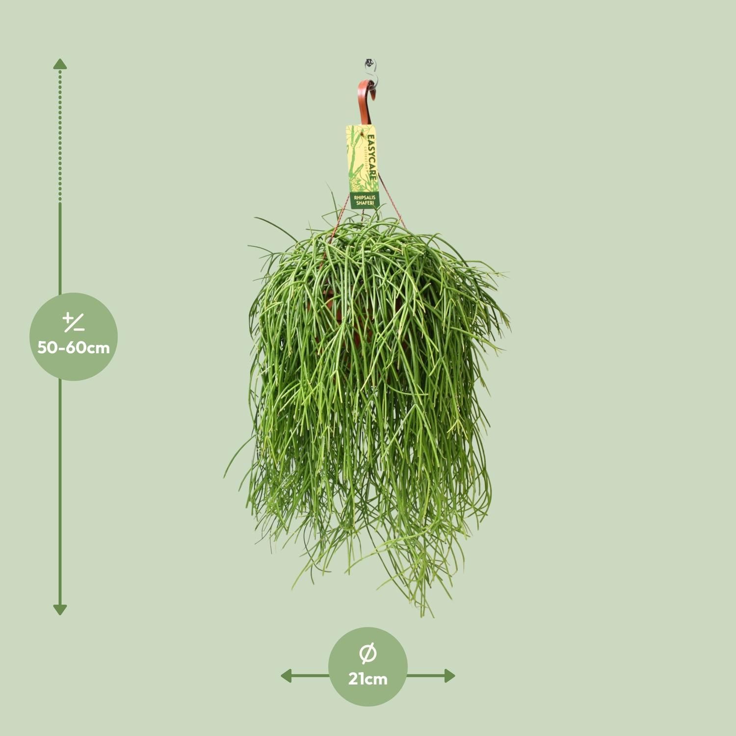 Rhipsalis Baccifera Shaferi Zimmerpflanze