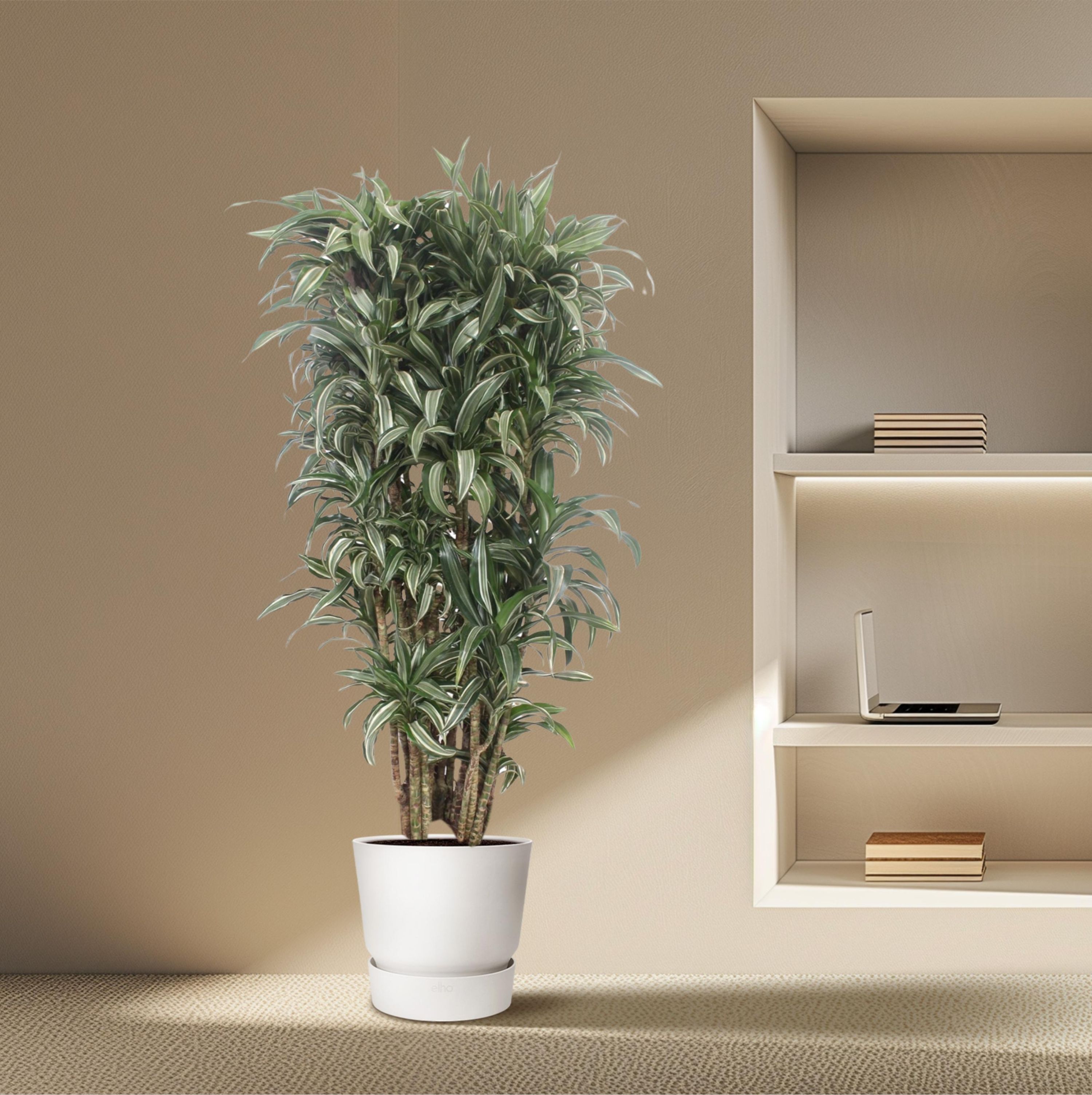 Dracaena Warneckei Compacta Zimmerpflanze