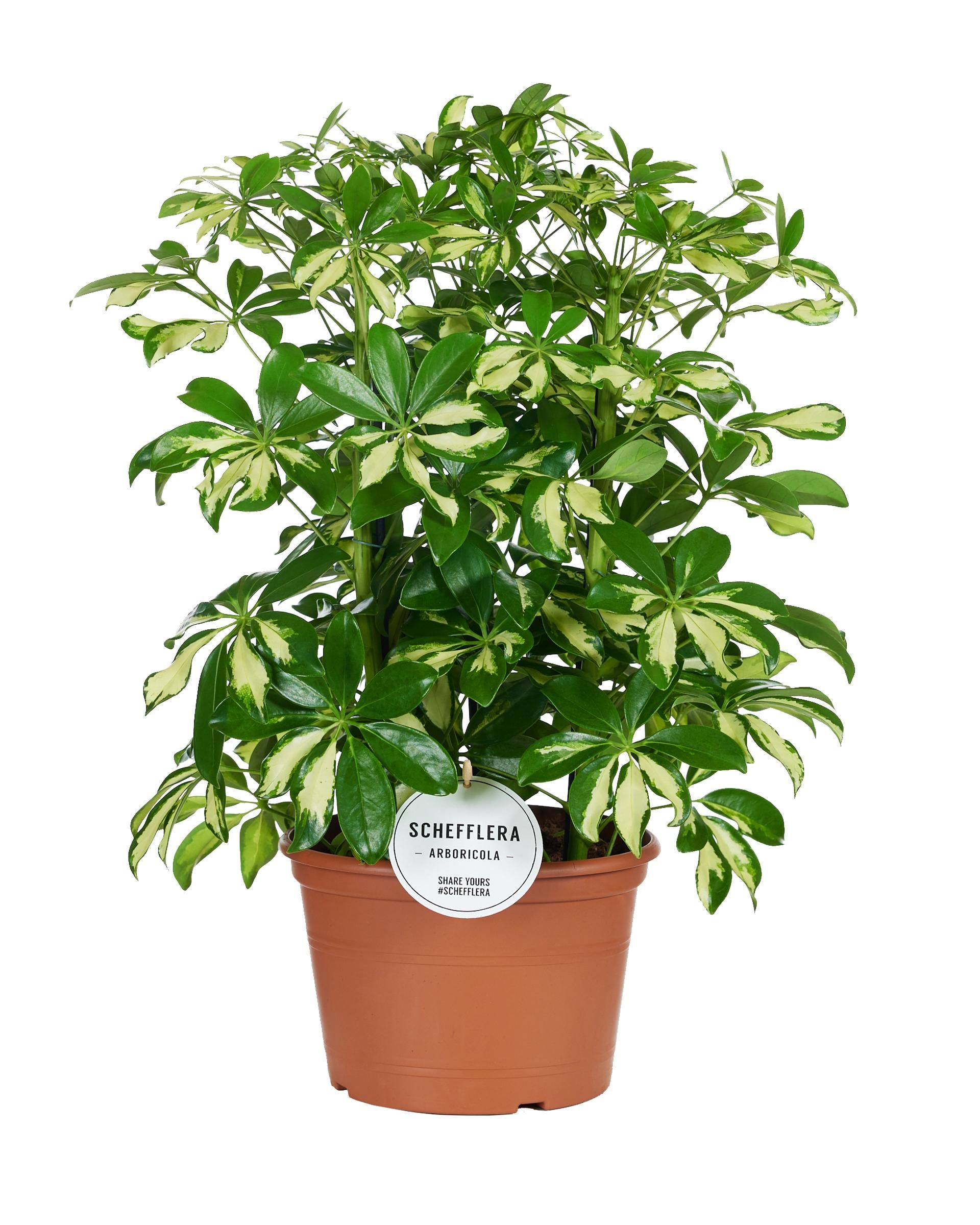 Schefflera Gerda Zimmerpflanze mit glänzenden Blättern
