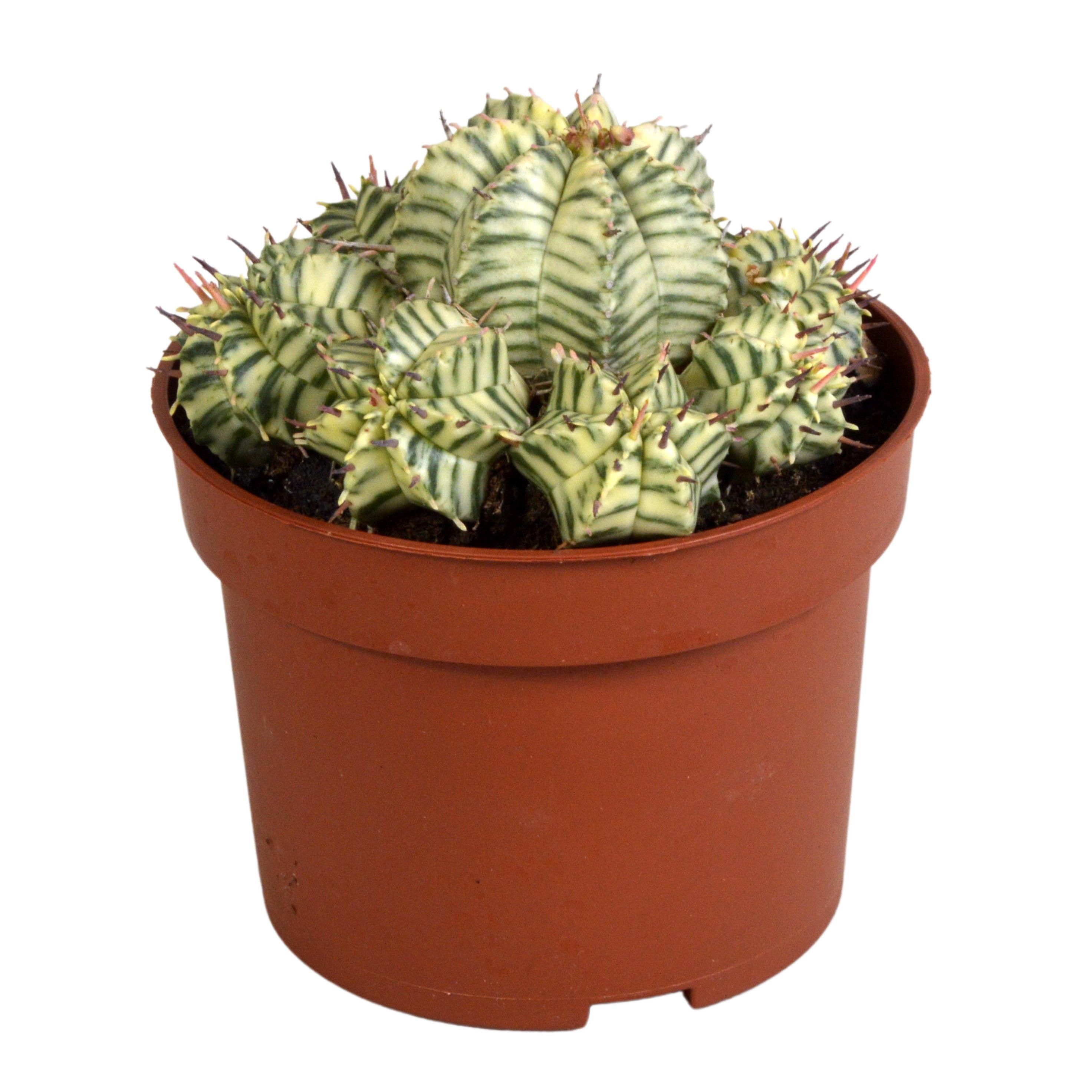 Euphorbia meloformis Variegata Sukkulente in Tontopf