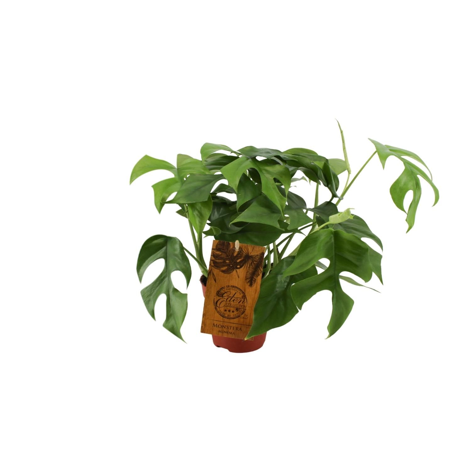 Monstera Minima Zimmerpflanze