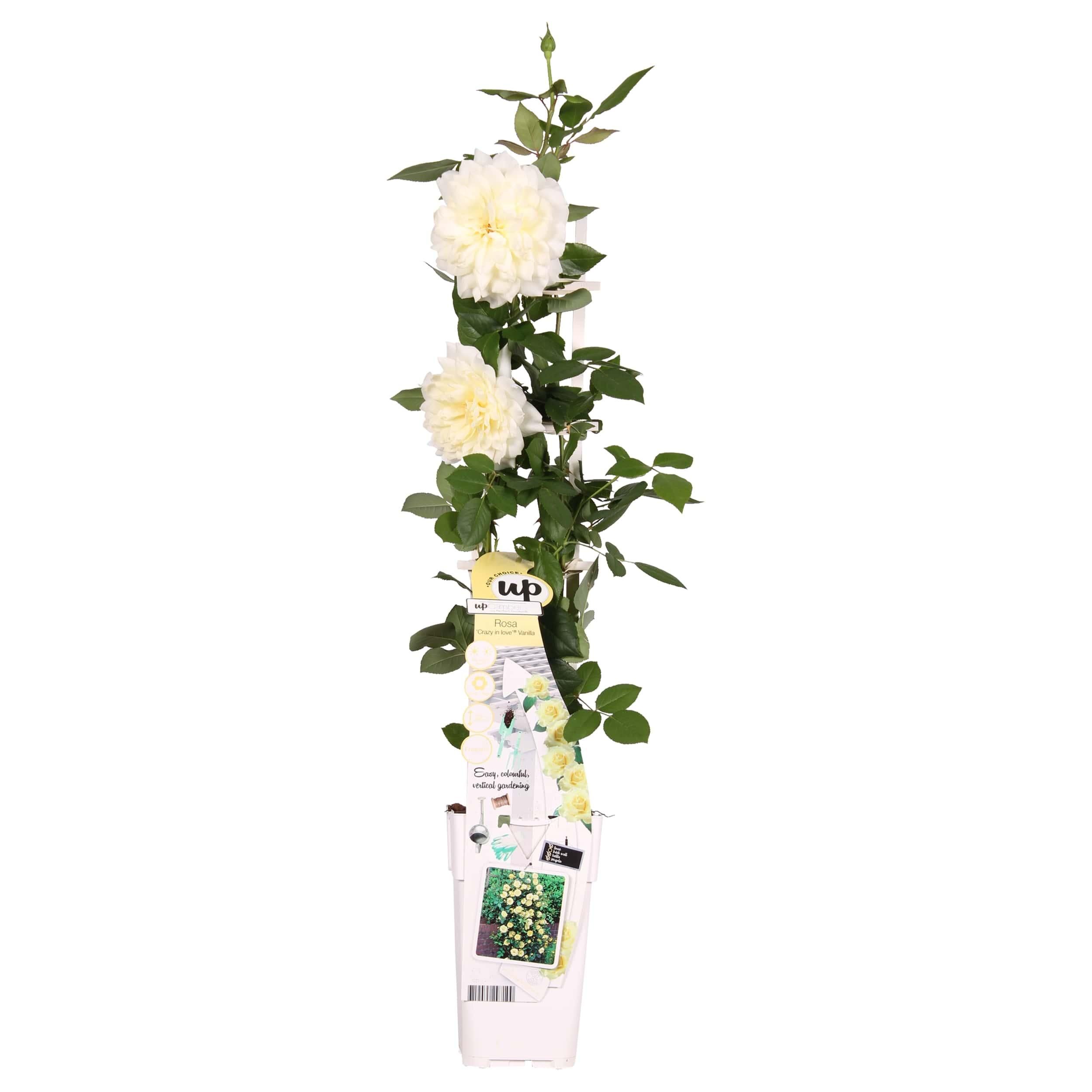 Kletterrose Crazy in Love Vanilla