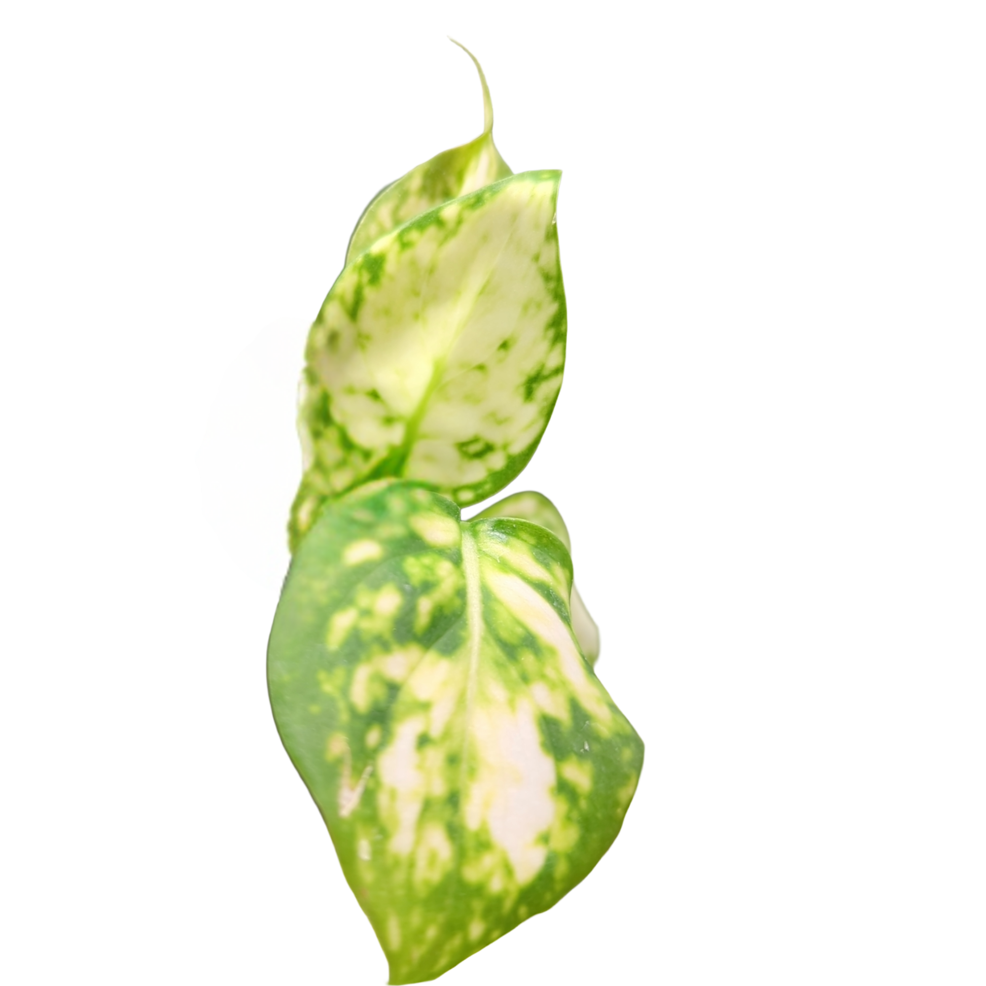 Aglaonema commutatum White Valentine + selbstbewässernder Übertopf