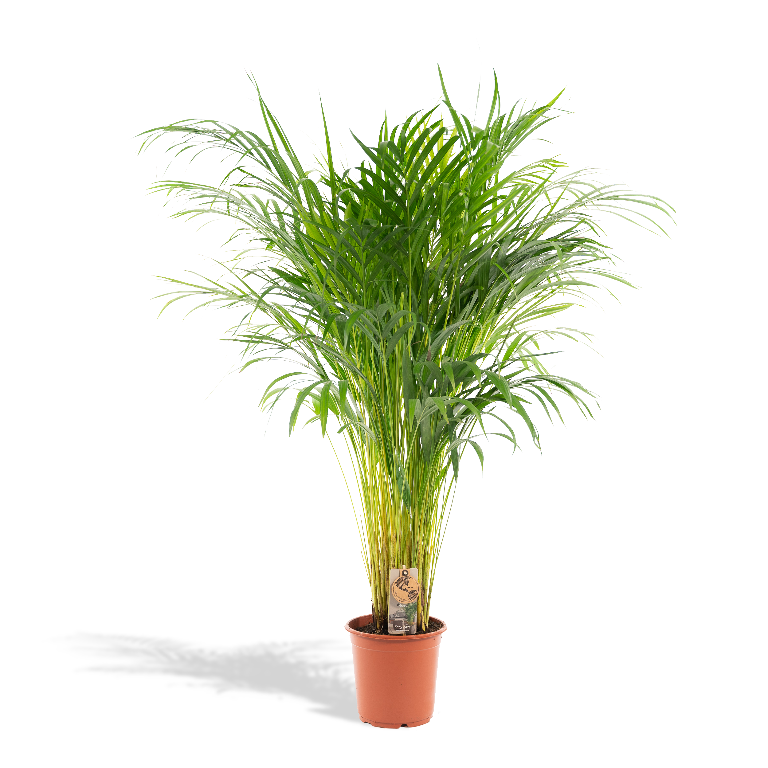 Areca-Palme Zimmerpflanze