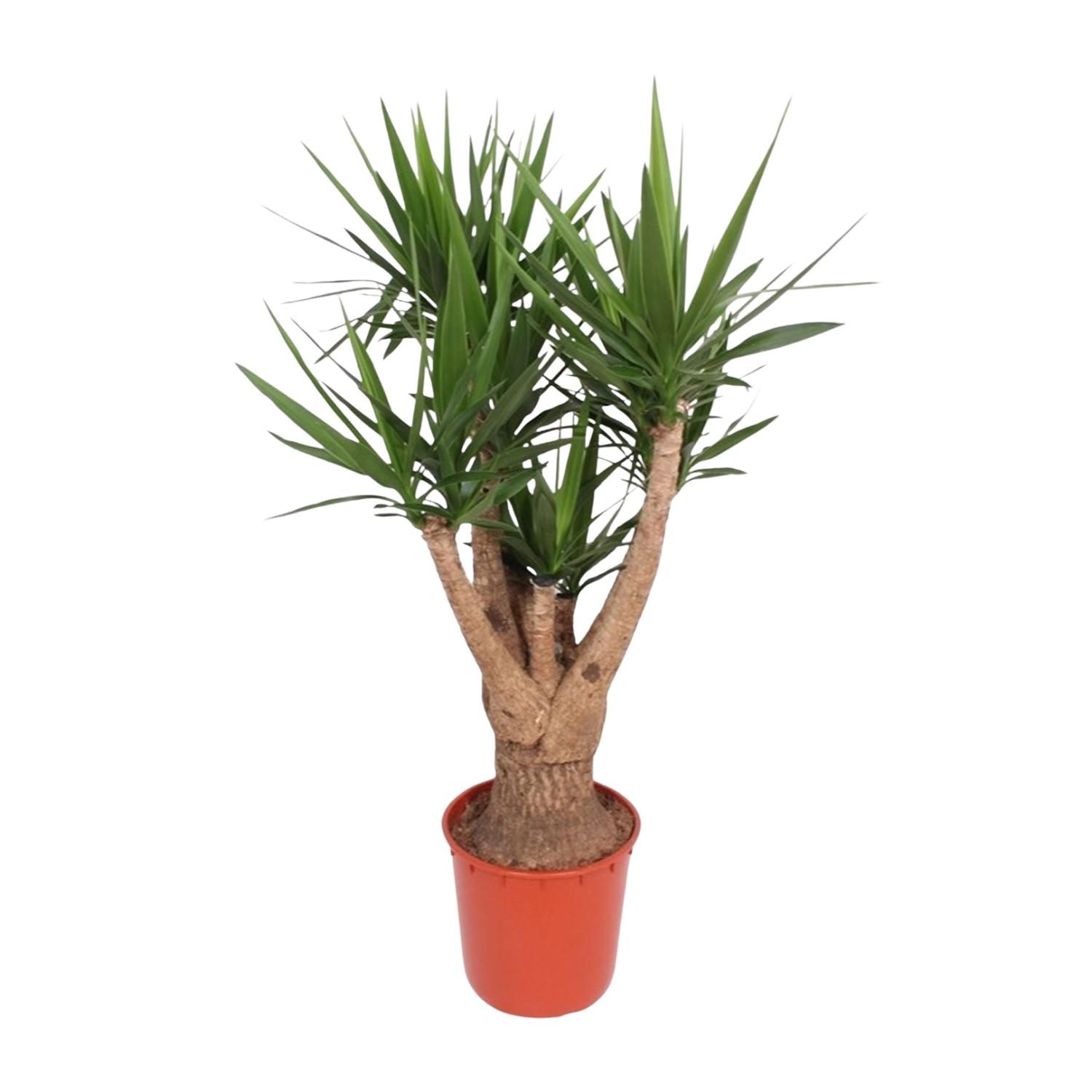 Yucca Elephantipes Zimmerpflanze mit Verzweigung
