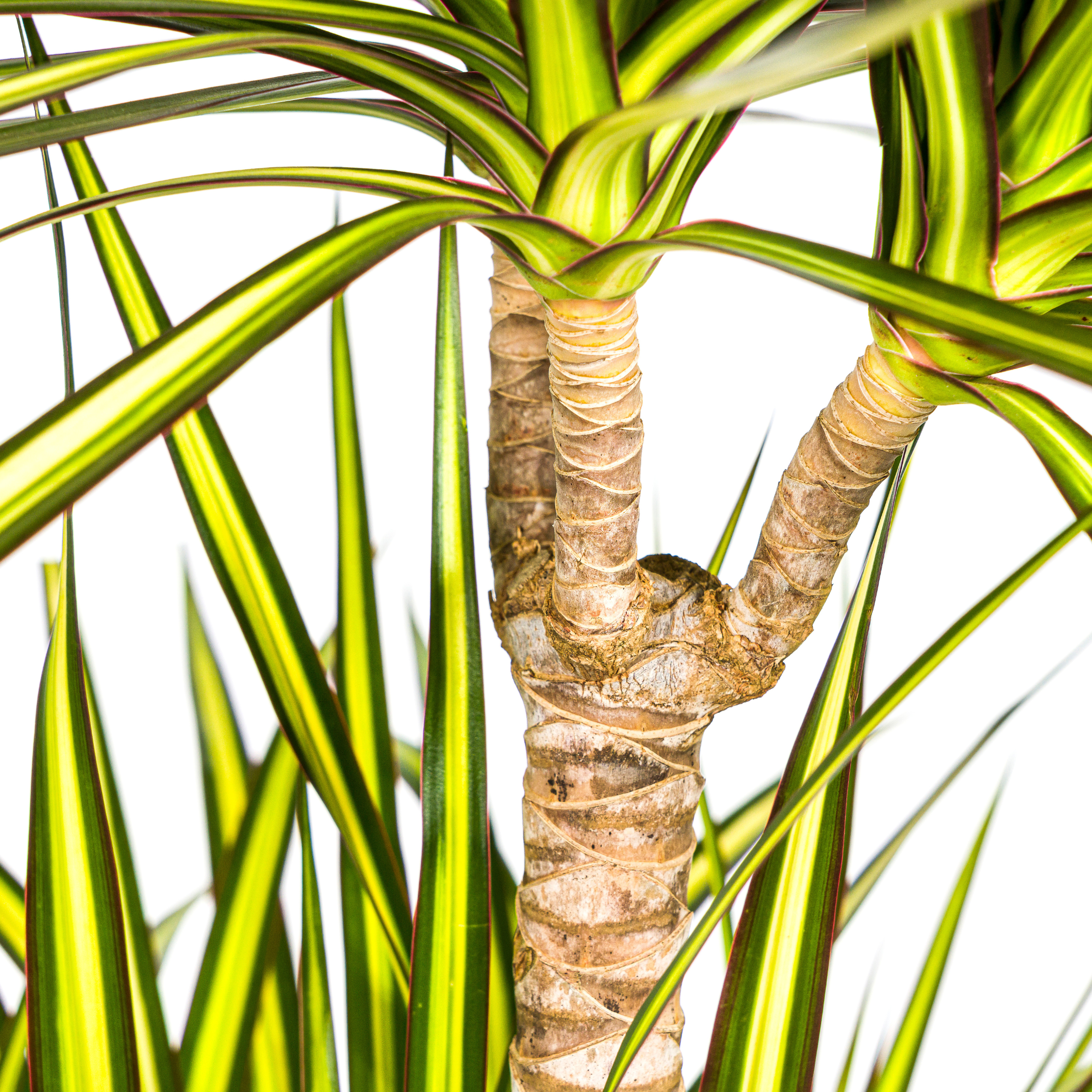 Dracaena Marginata Sunray | Ø24cm – ↕130-150cm | Hochwertige Zimmerpflanze