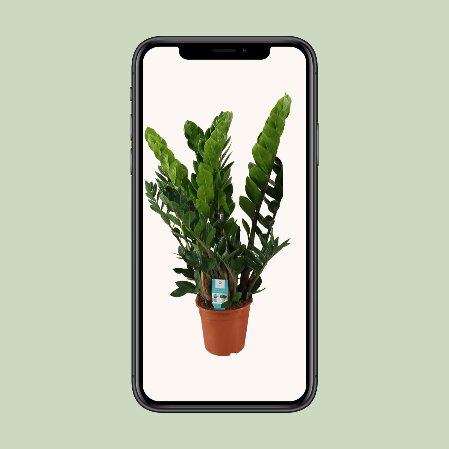 Pflegeleichte Zamioculcas Zamiifolia Zimmerpflanze