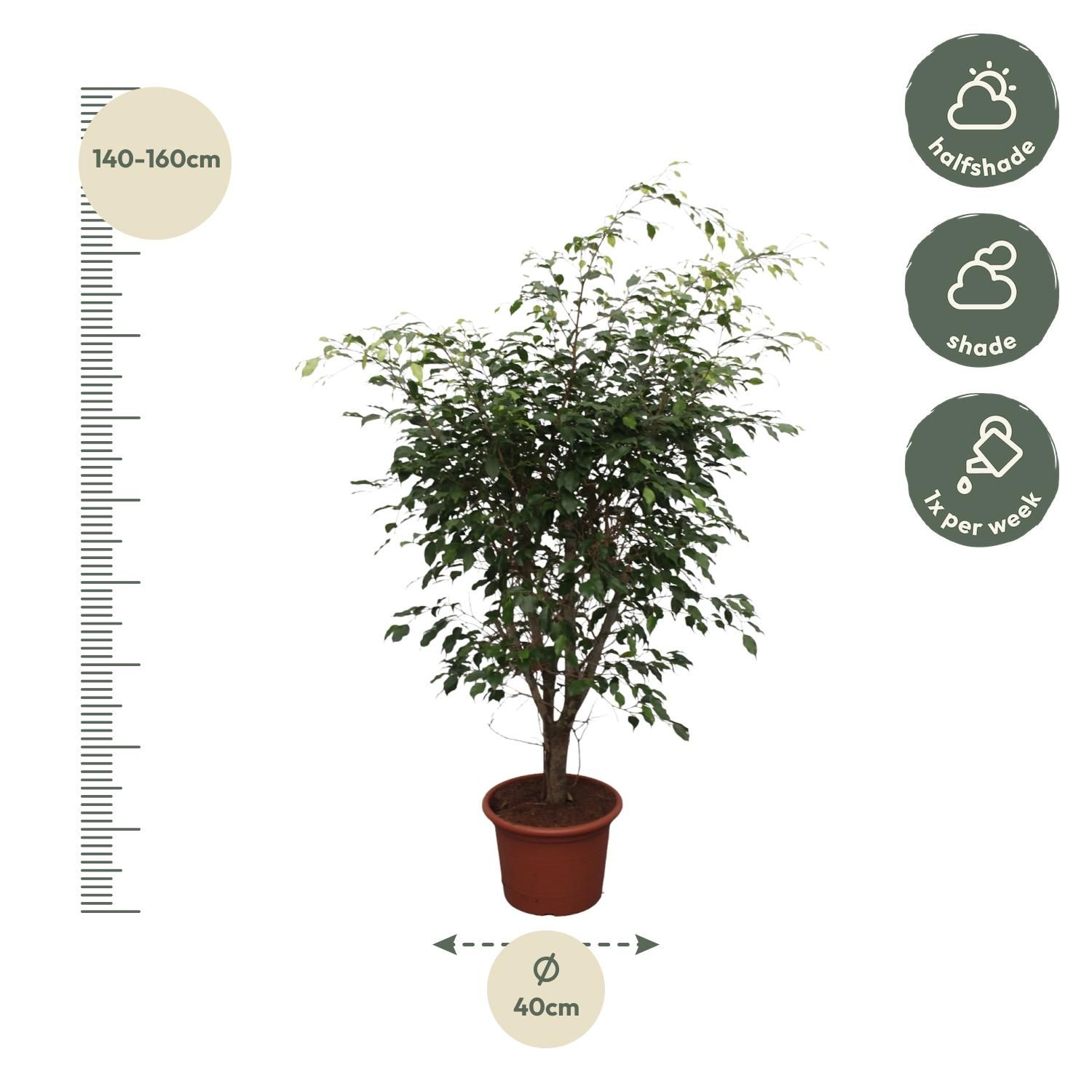 Ficus Benjamina Exotica Zimmerpflanze