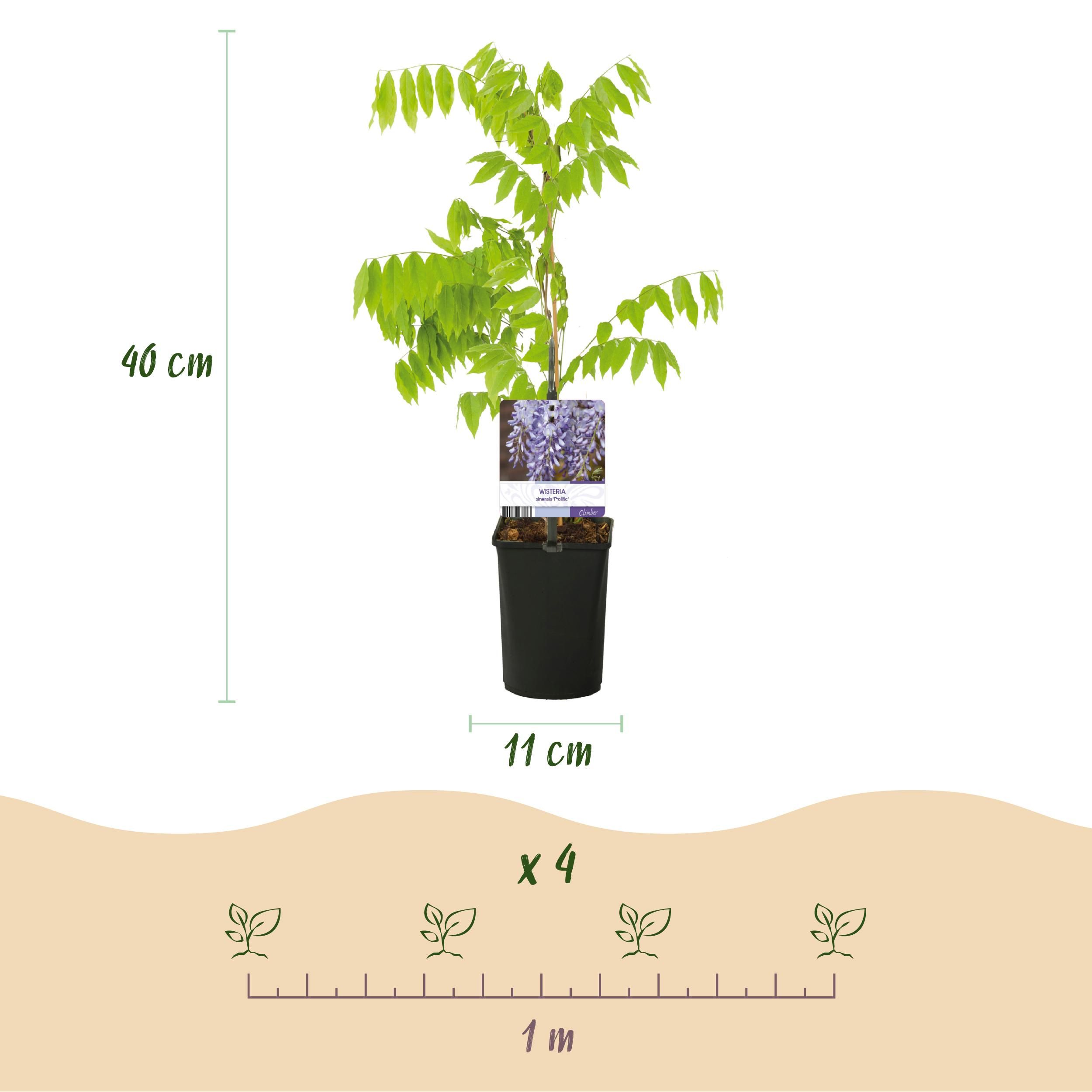 Blauregen Wisteria Floribunda Kletterpflanze