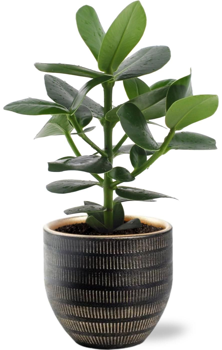 Clusia Rosea Princess – Ø12/↕15cm – Mit Zierschale D14x13cm in Schwarz