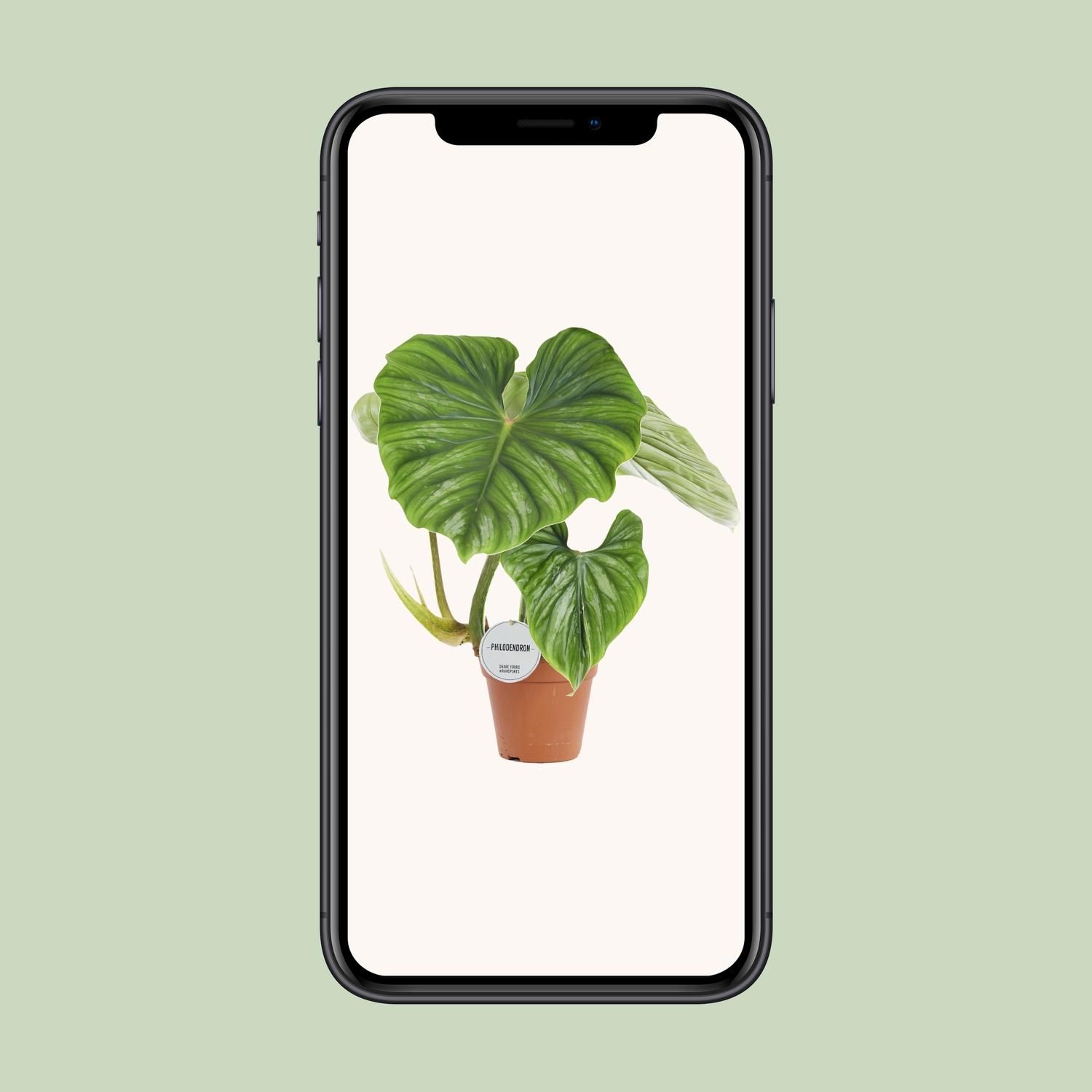Philodendron Plowmanii Zimmerpflanze