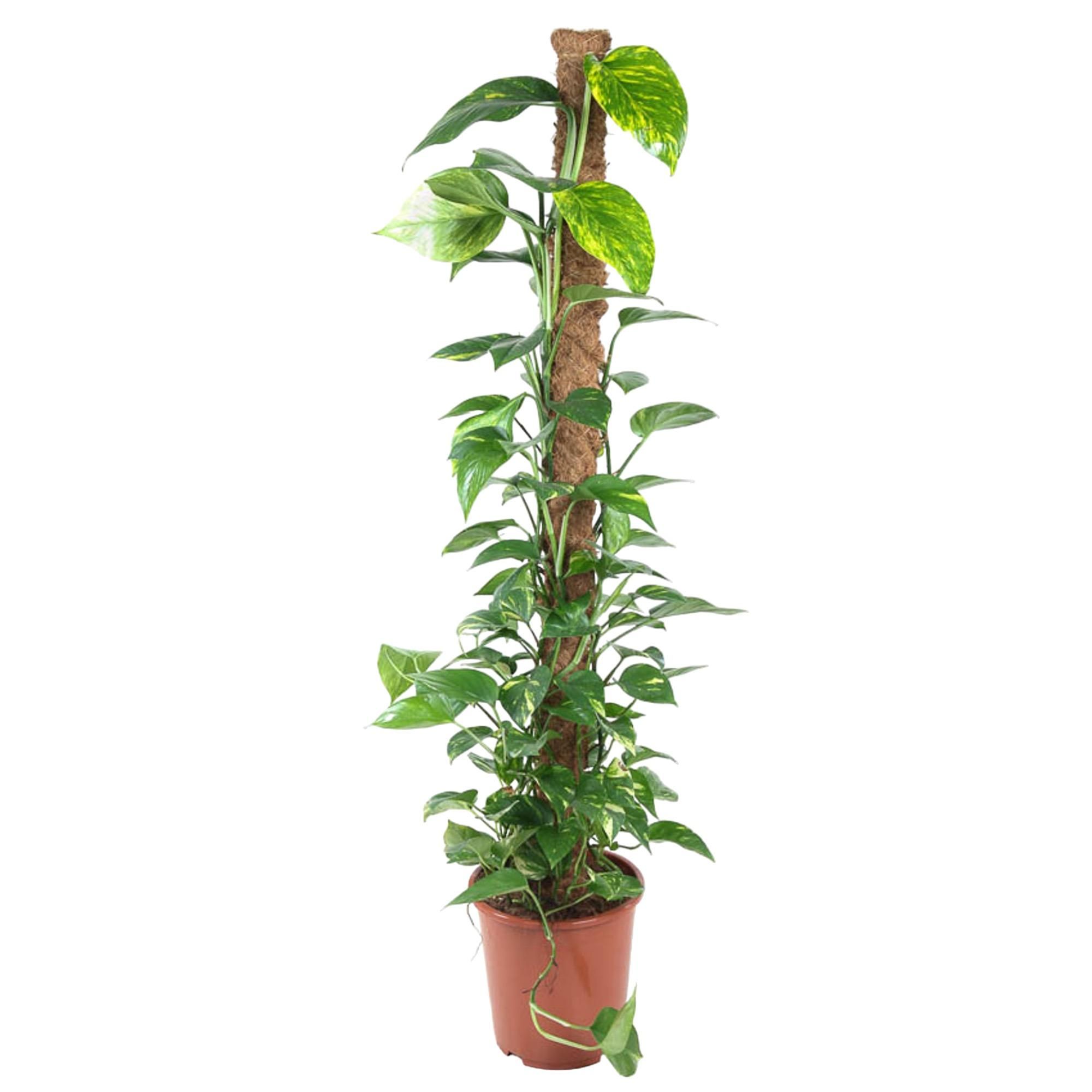 Epipremnum Pinnatum Silber-Efeutute mit Moosstab