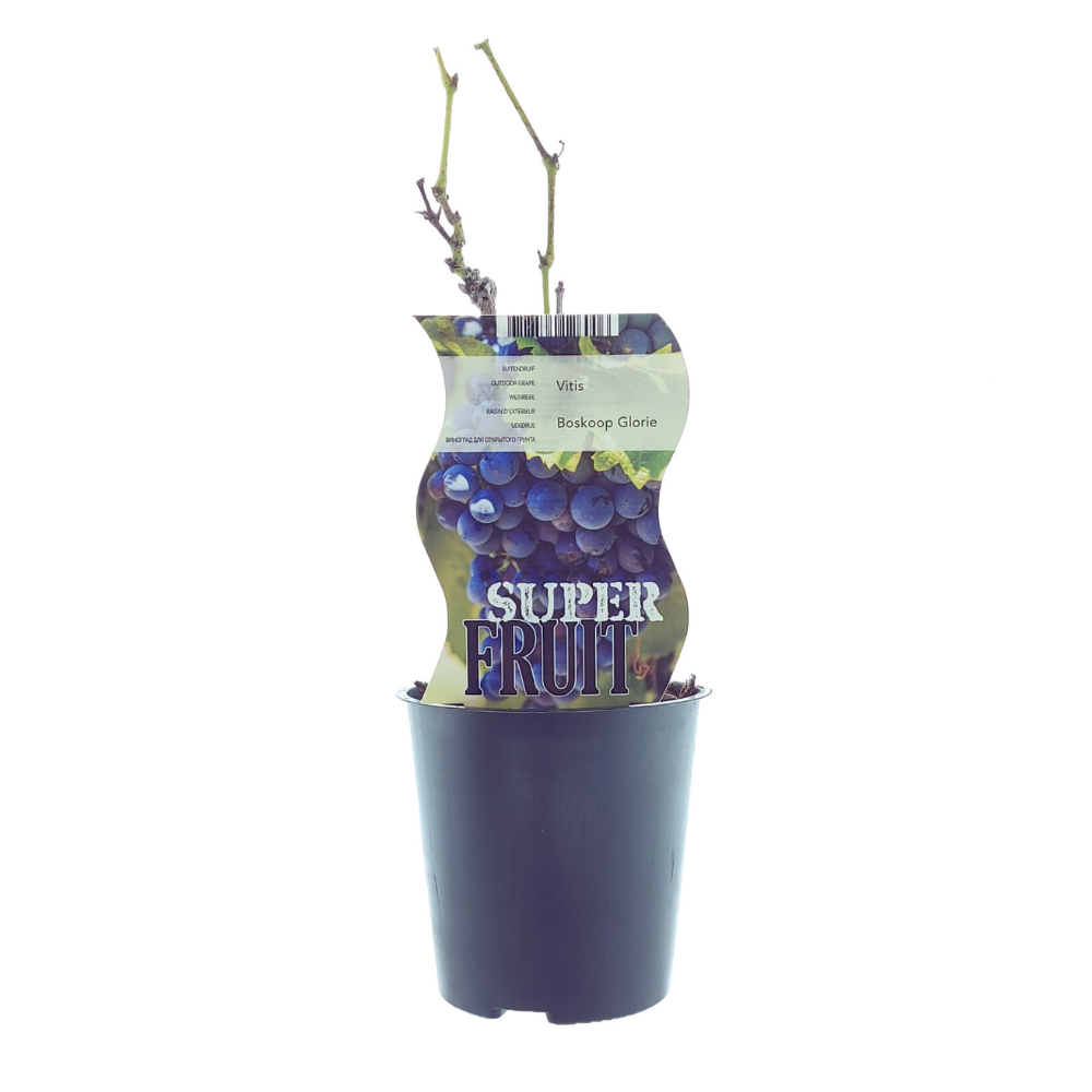 Vitis Boskoop Glory Blaue Traube