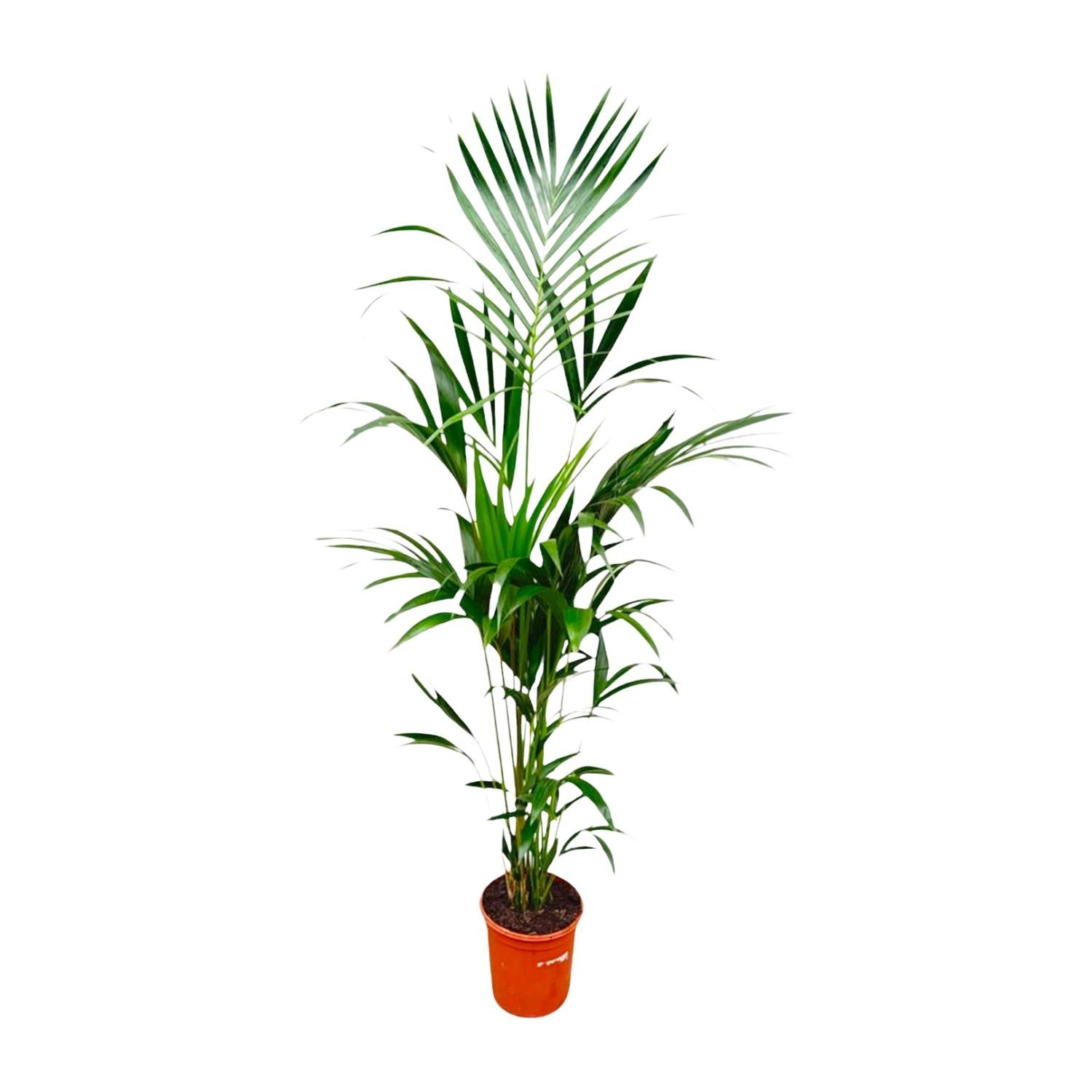 Kentia Palme elegant und tropisch