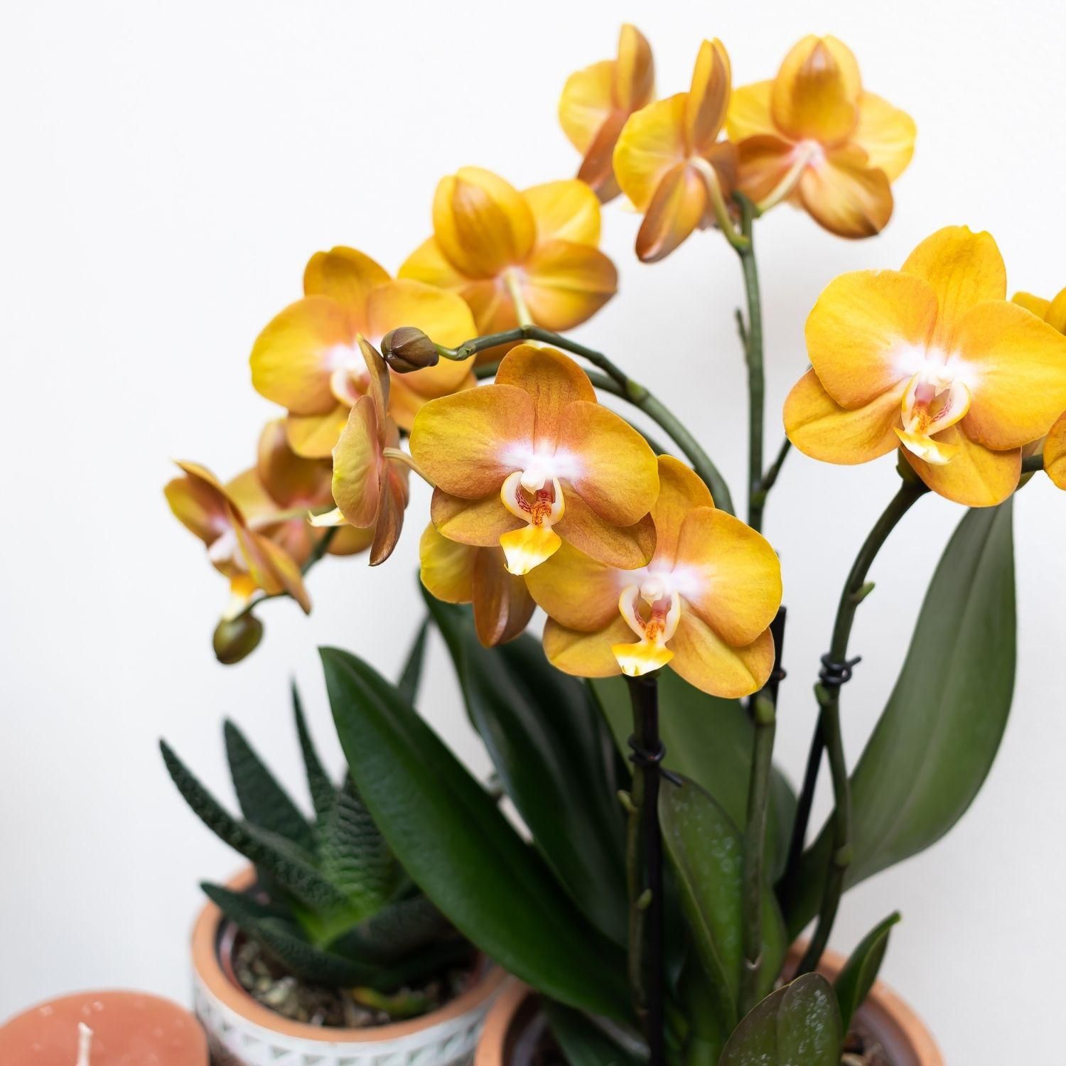 Phalaenopsis Orchidee Jewel Las Vegas Orange