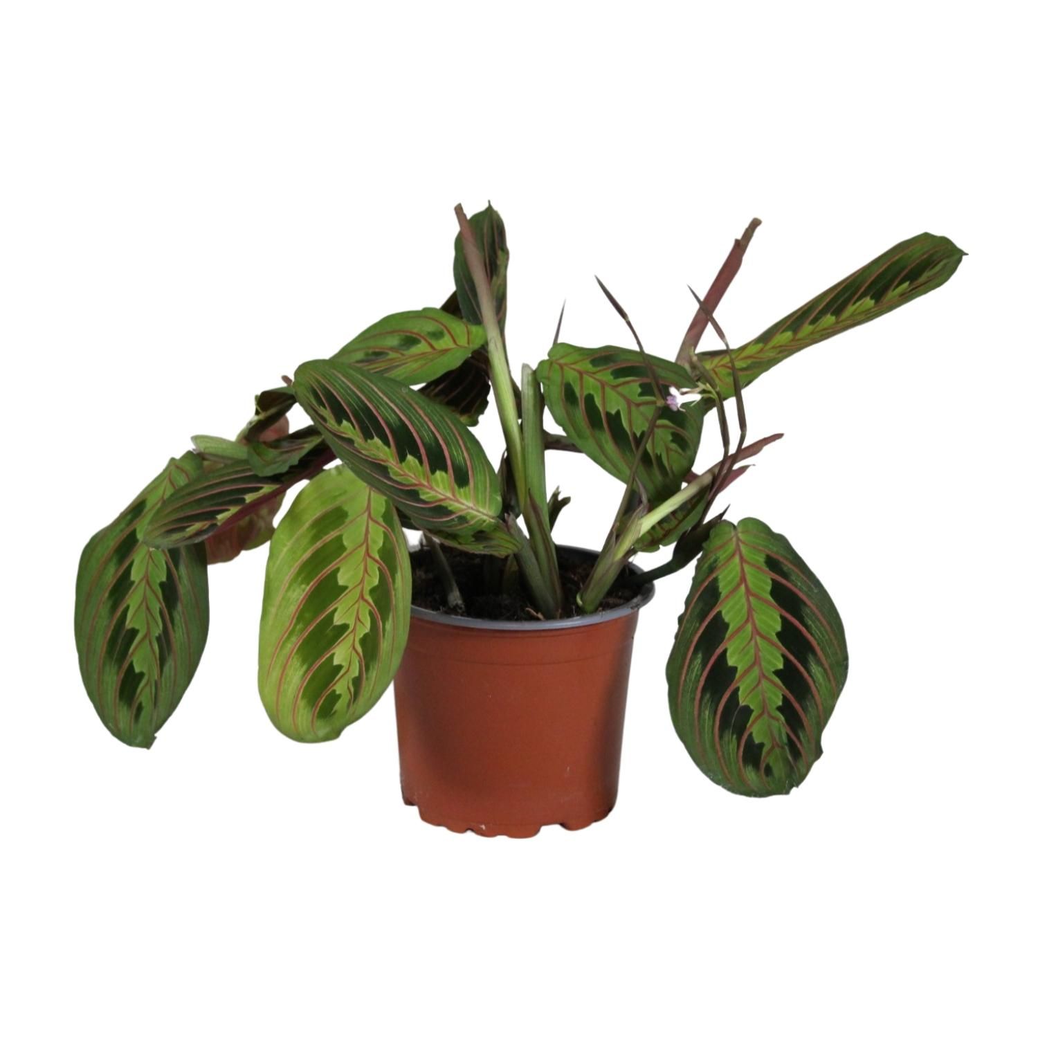 Maranta leuconeura Fascinator Zimmerpflanze
