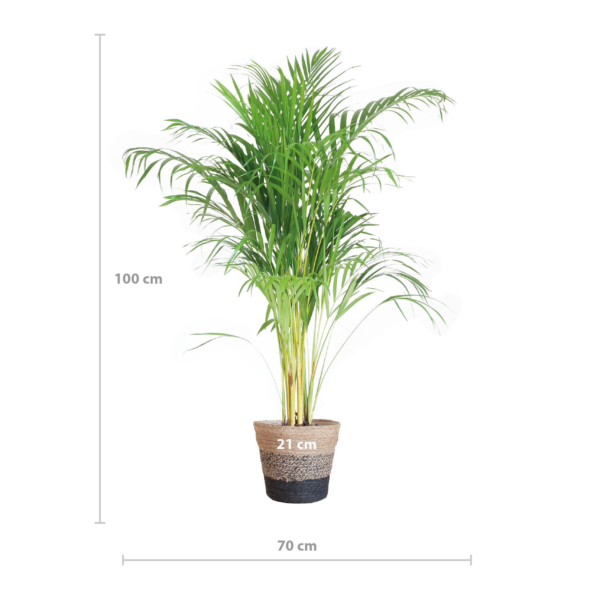 Areca Palme Dypsis in Viber Topf
