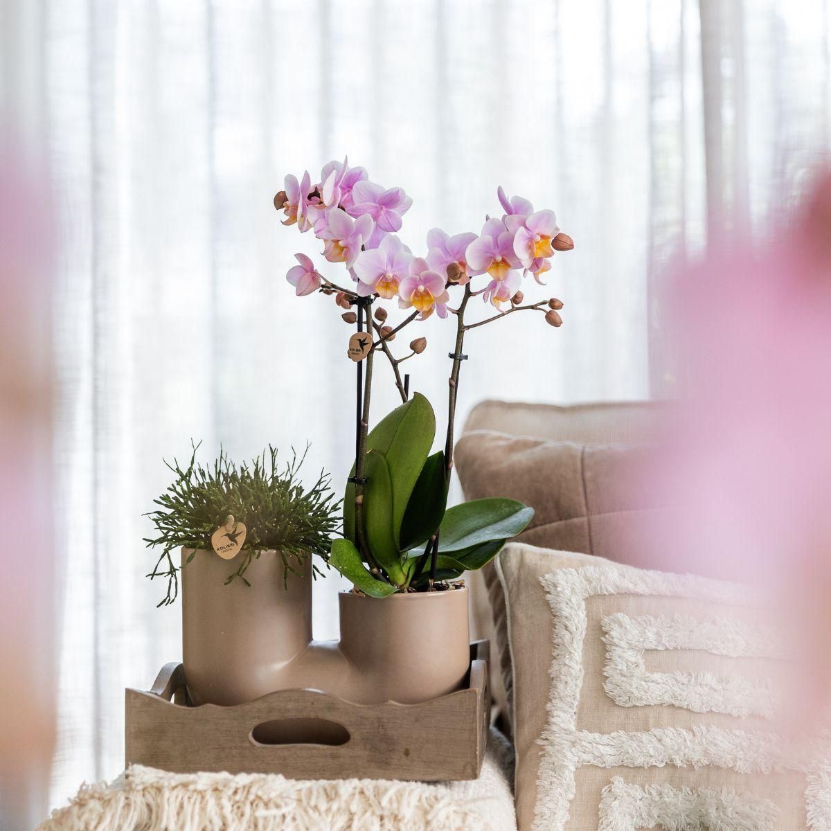 Set Rosa Orchidee & Sukkulente im Dekotopf Ø9cm